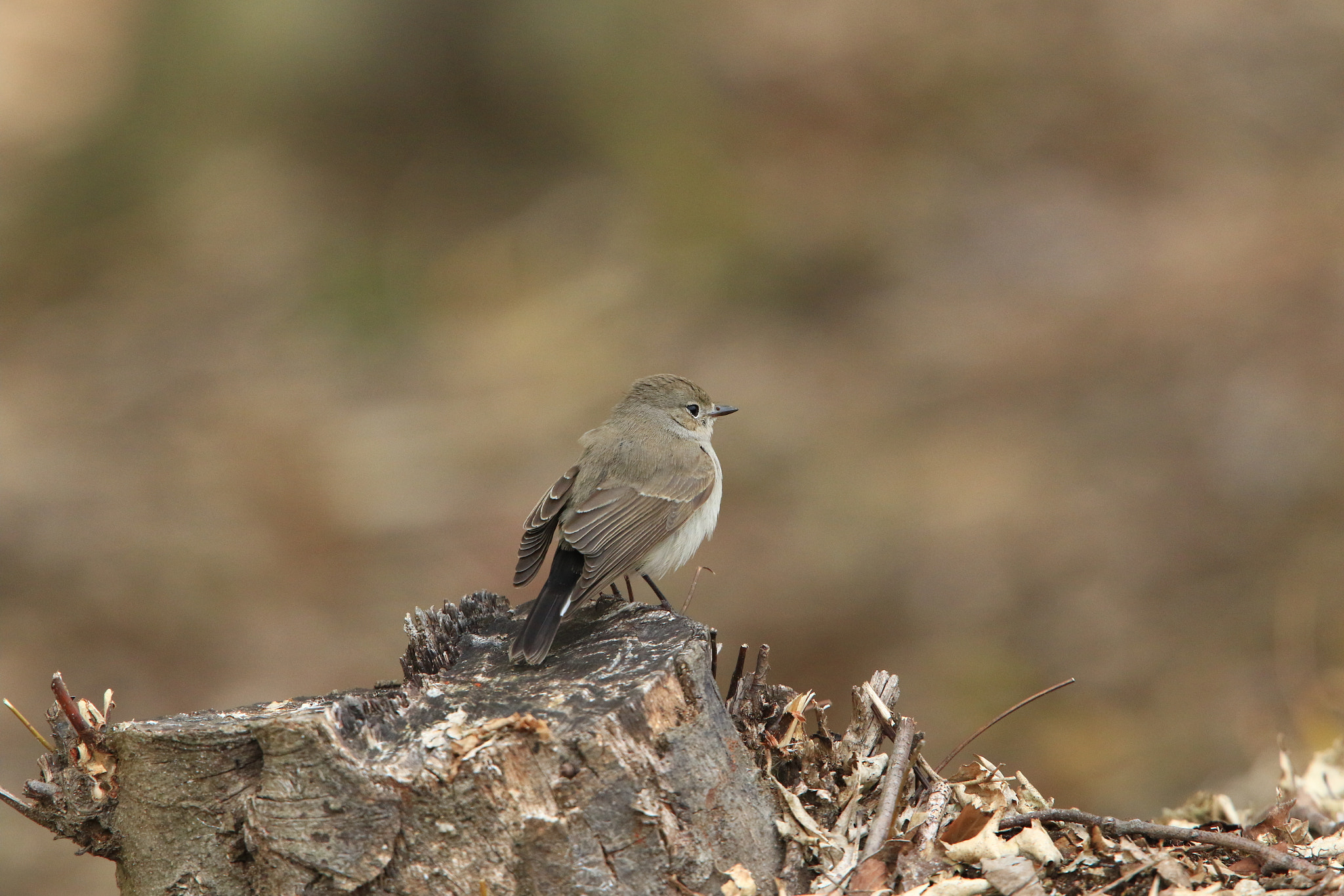 Canon EOS 7D Mark II + Canon EF 400mm F2.8L IS USM sample photo. Red-breasted flycatcher オジロビタキ♀ photography