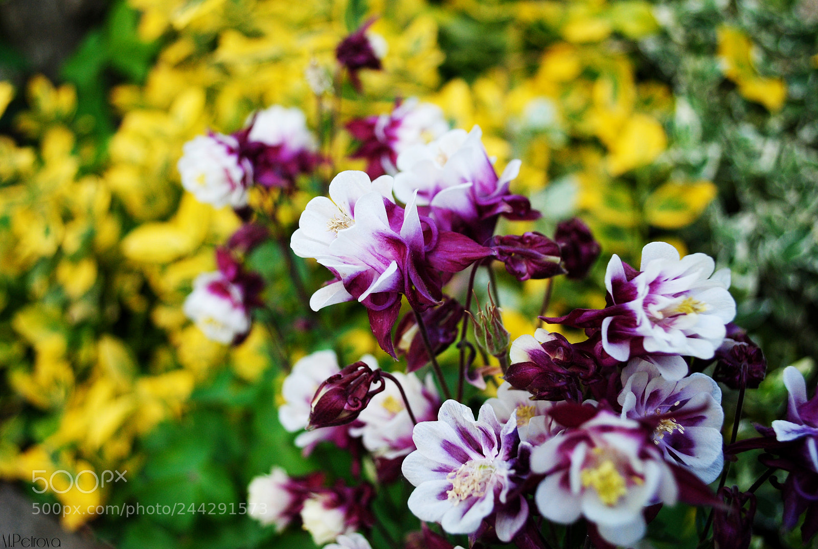 Nikon D3000 sample photo. Colorful photography