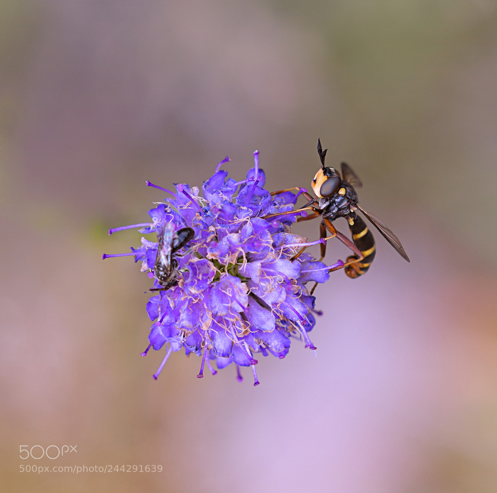 Nikon D7100 sample photo. Hover in blue photography