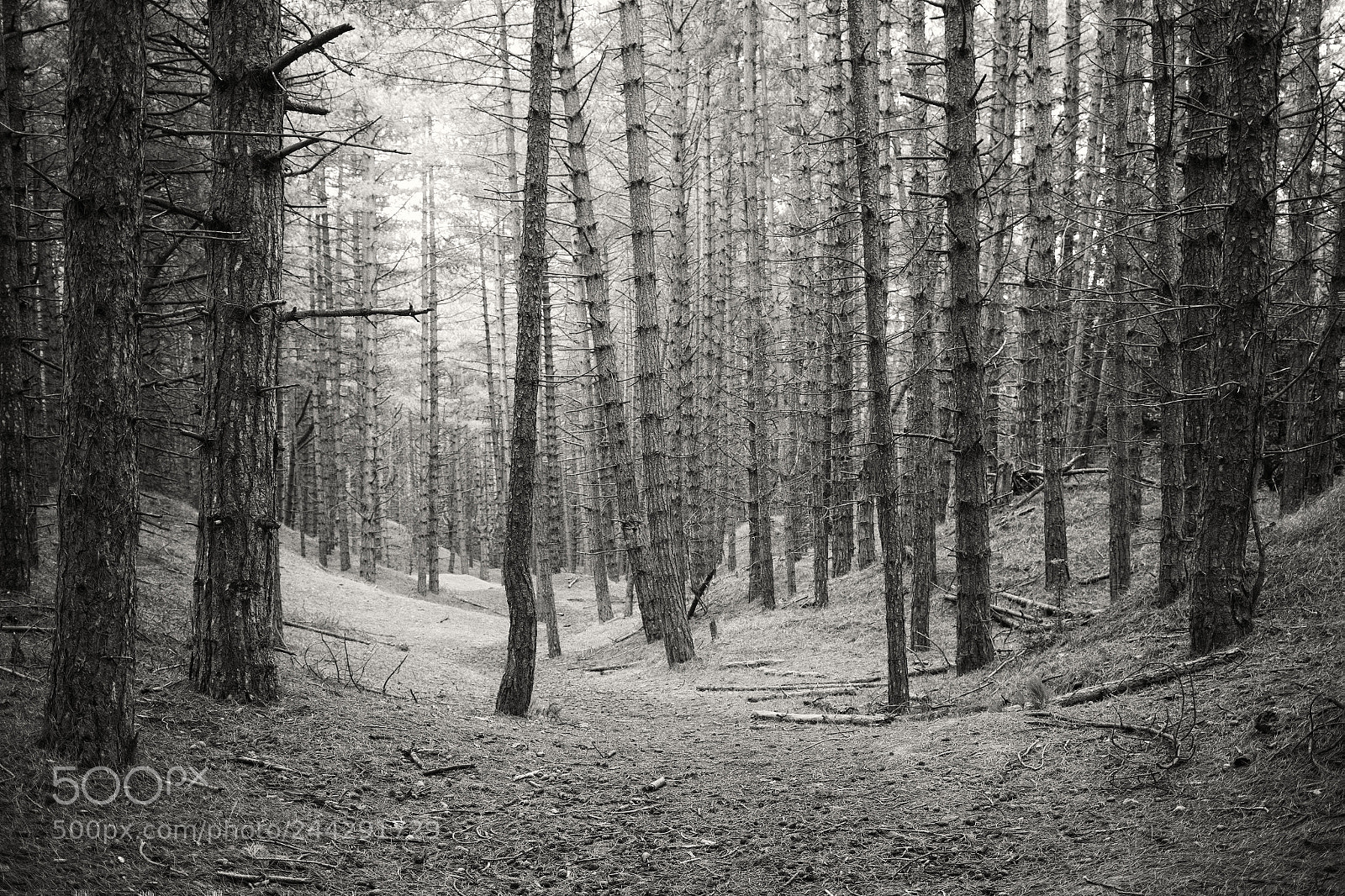 Canon EOS 5DS sample photo. _mgl6689-2.jpg photography