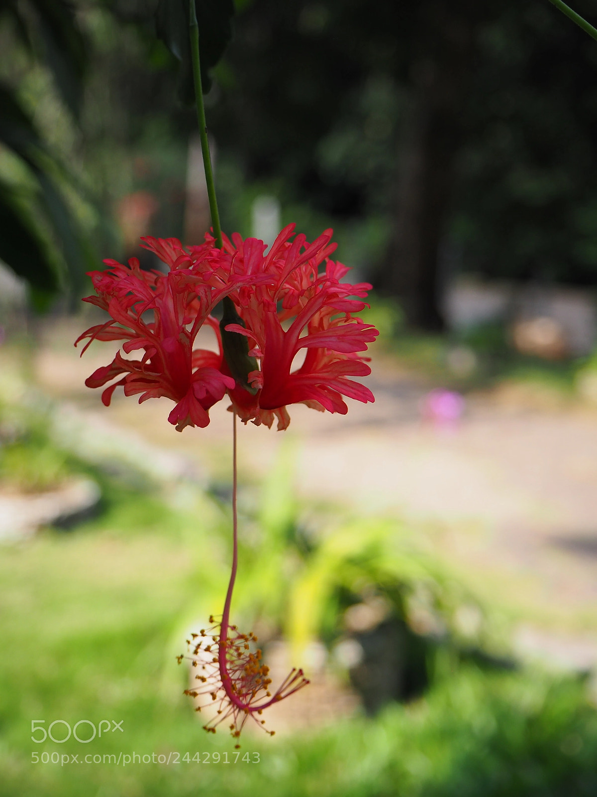 Olympus OM-D E-M10 II sample photo. Hibiscus flower upside down photography