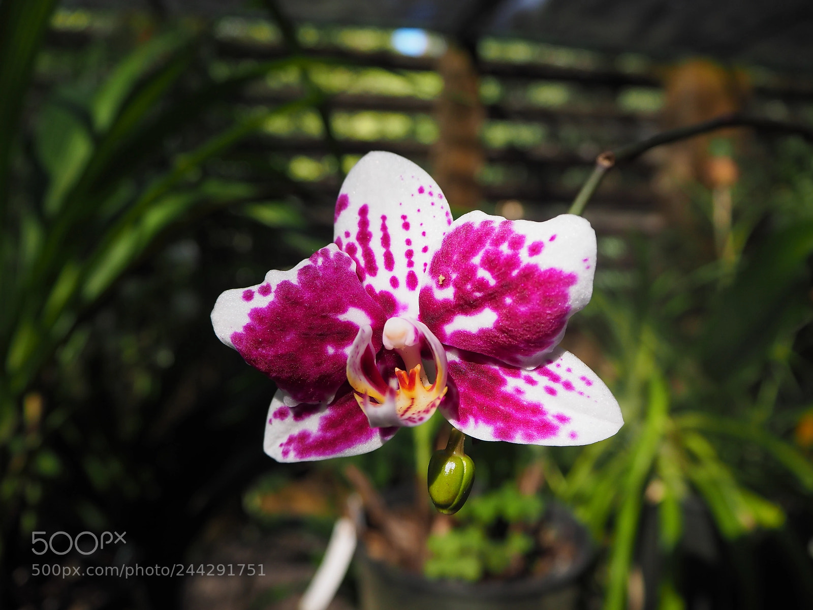 Olympus OM-D E-M10 II sample photo. Orchid photography