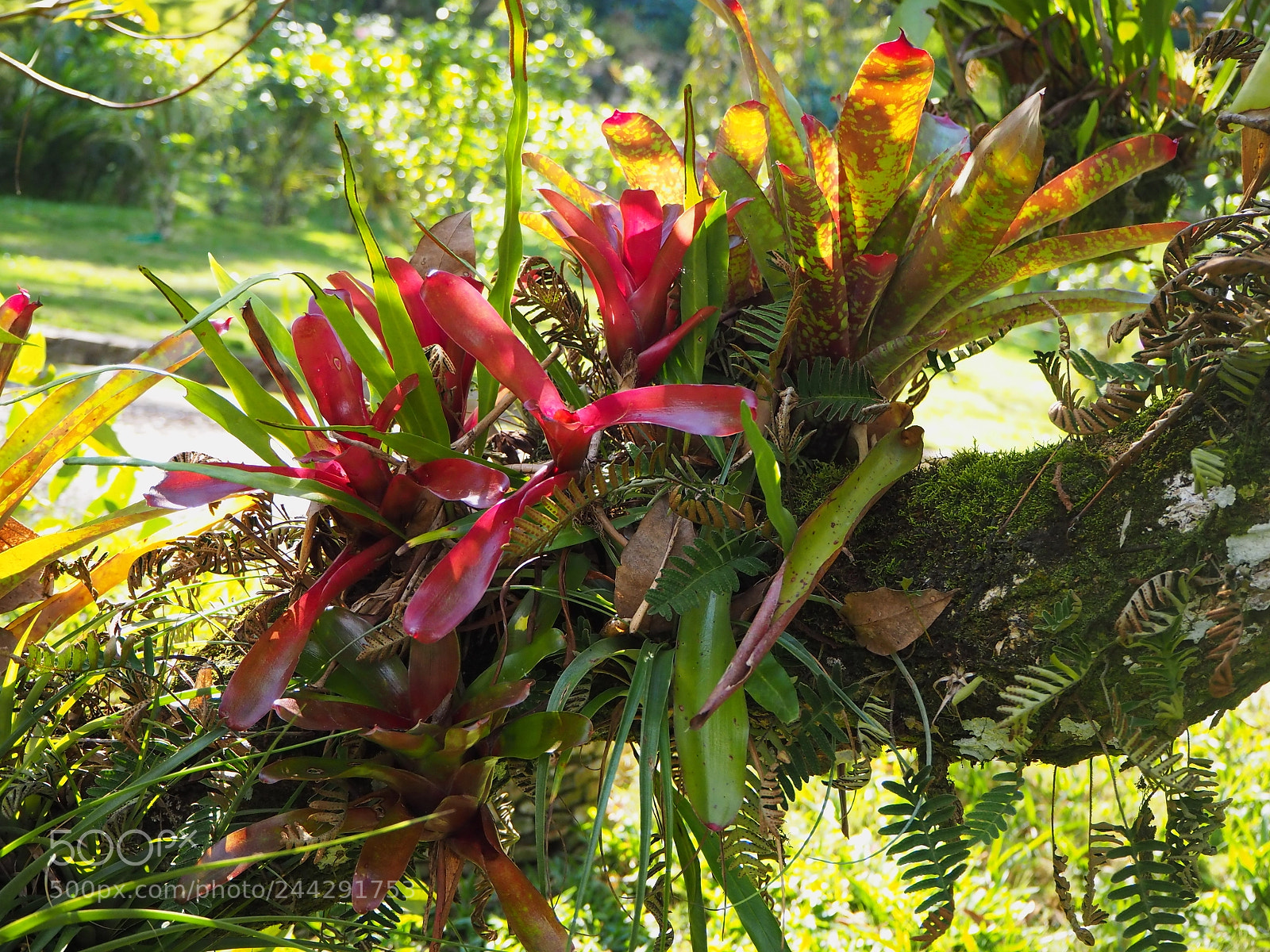 Olympus OM-D E-M10 II sample photo. Another colorful branch photography