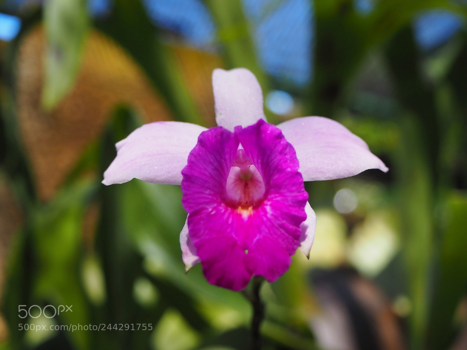 Olympus OM-D E-M10 II sample photo. Orchid photography