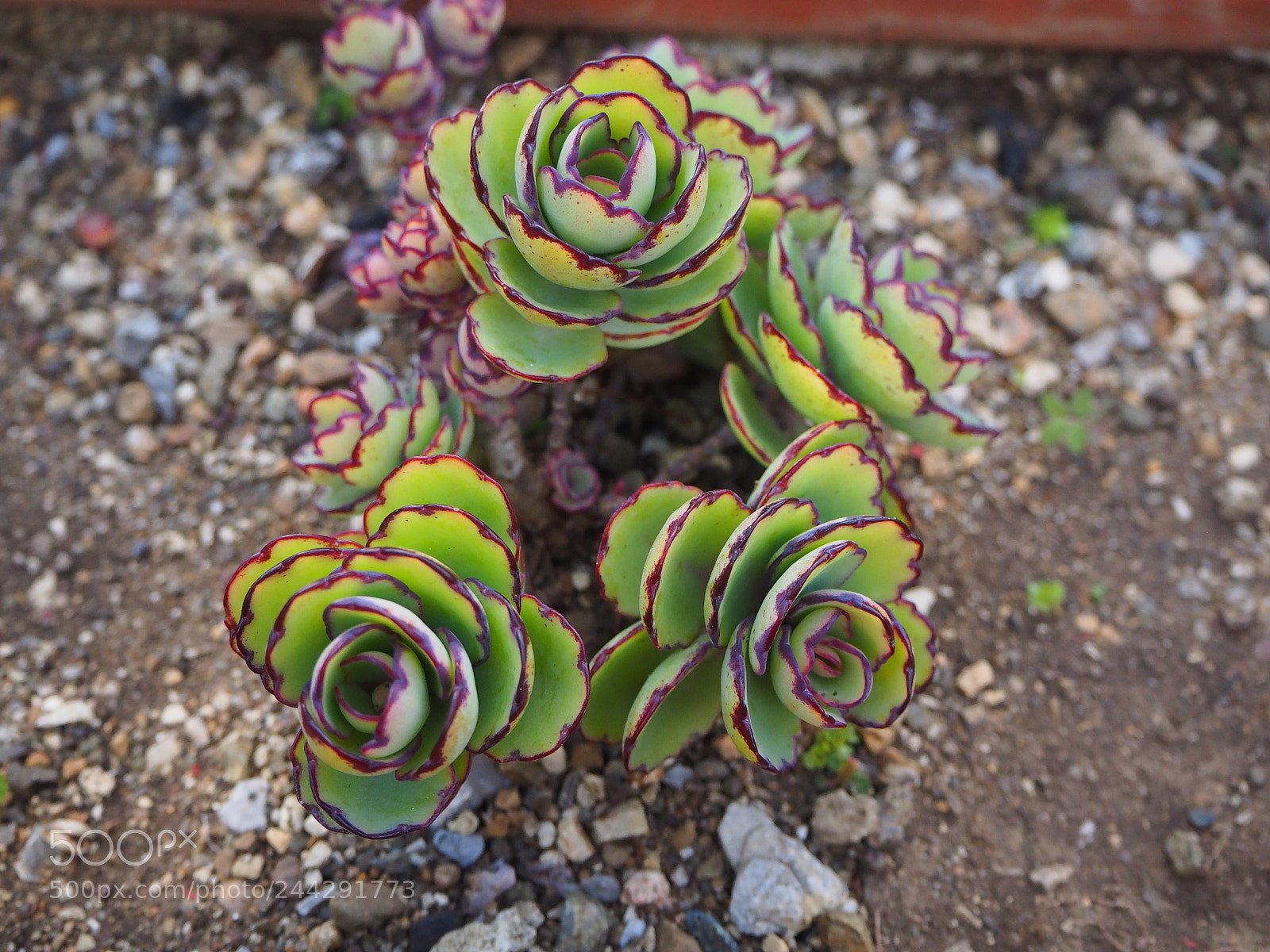 Olympus OM-D E-M10 II sample photo. Cuban cactus photography