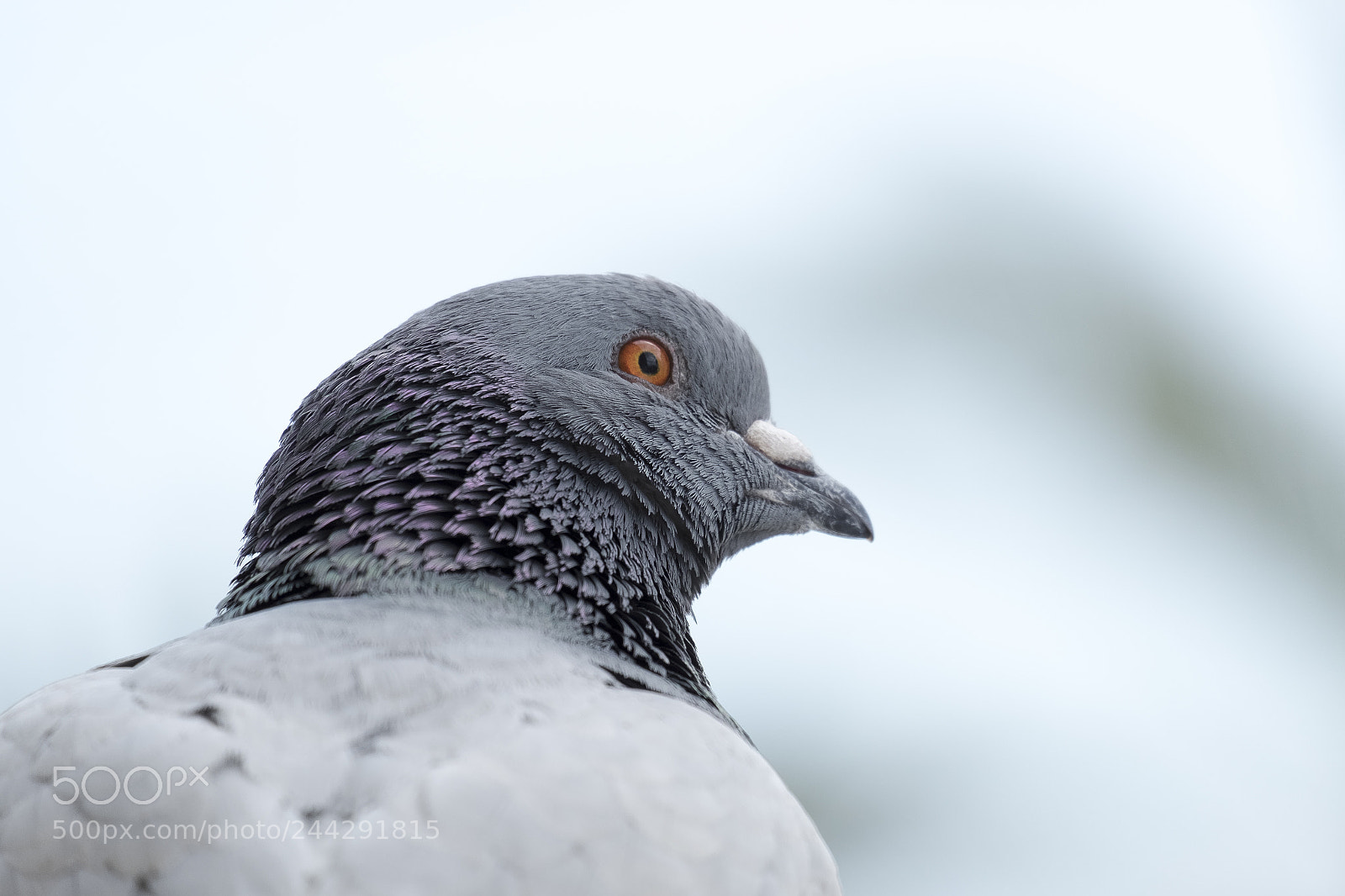 Fujifilm X-T1 sample photo. Glimpse of a dove photography