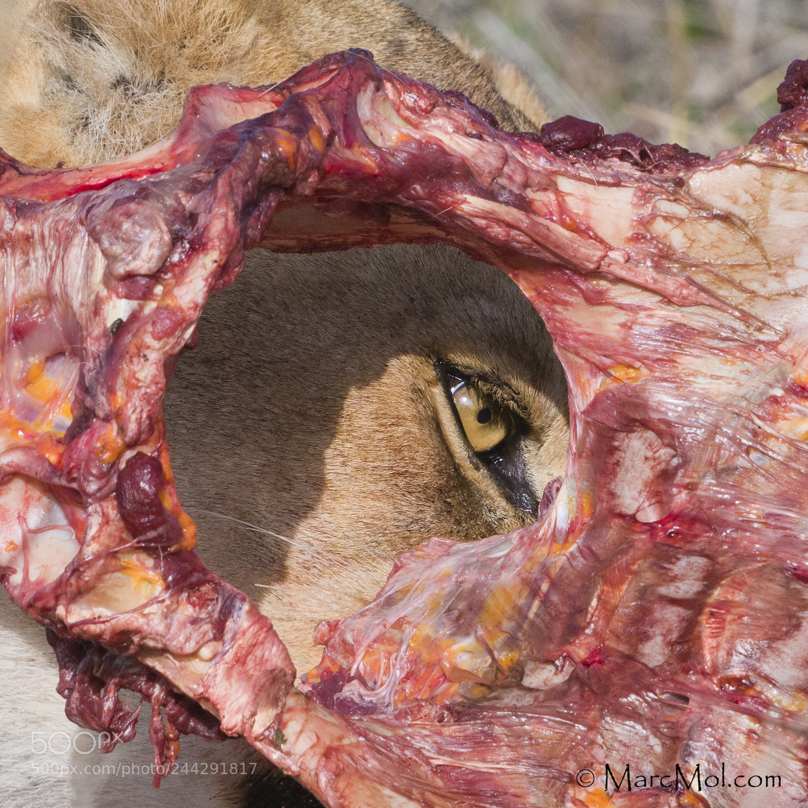Nikon D850 sample photo. Pelvic eye. photography
