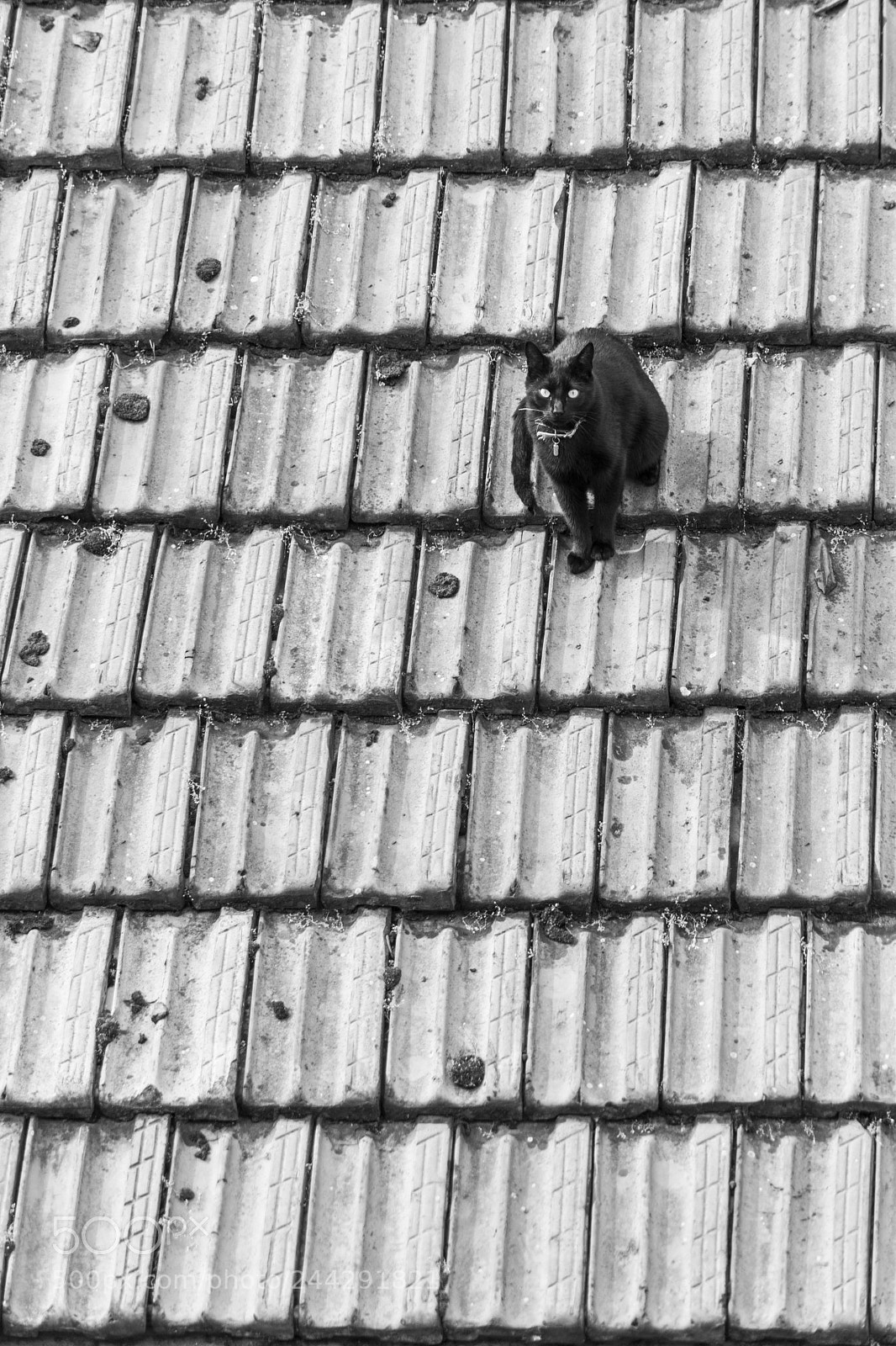 Sony ILCA-77M2 sample photo. Le chat noir photography
