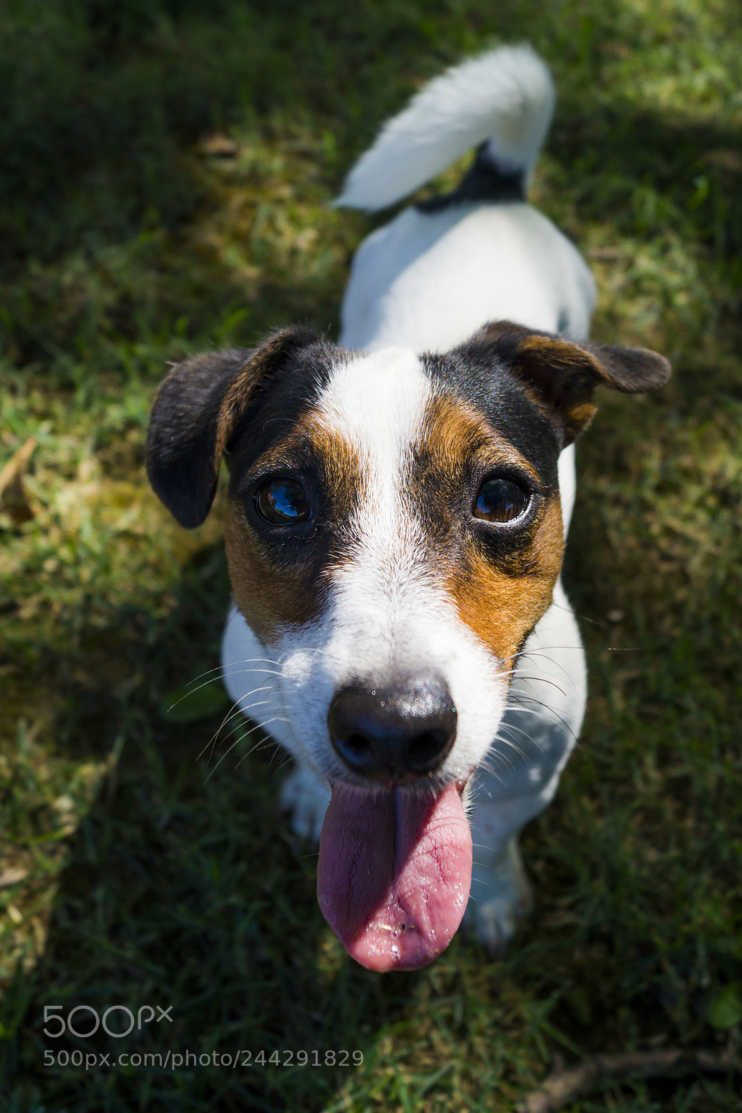 Sony SLT-A58 sample photo. Un cane! photography