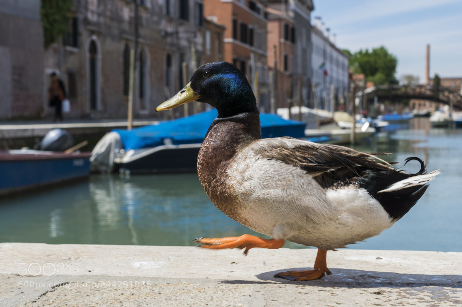 Sony ILCA-77M2 sample photo. Quattro passi dell'oca a photography
