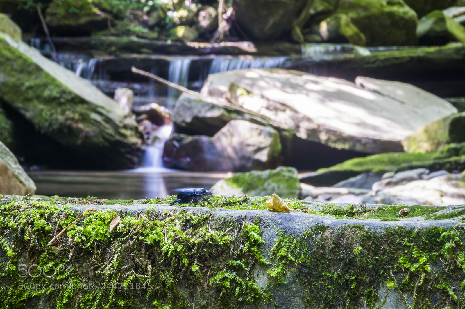 Sony SLT-A58 sample photo. Il re del fiume photography