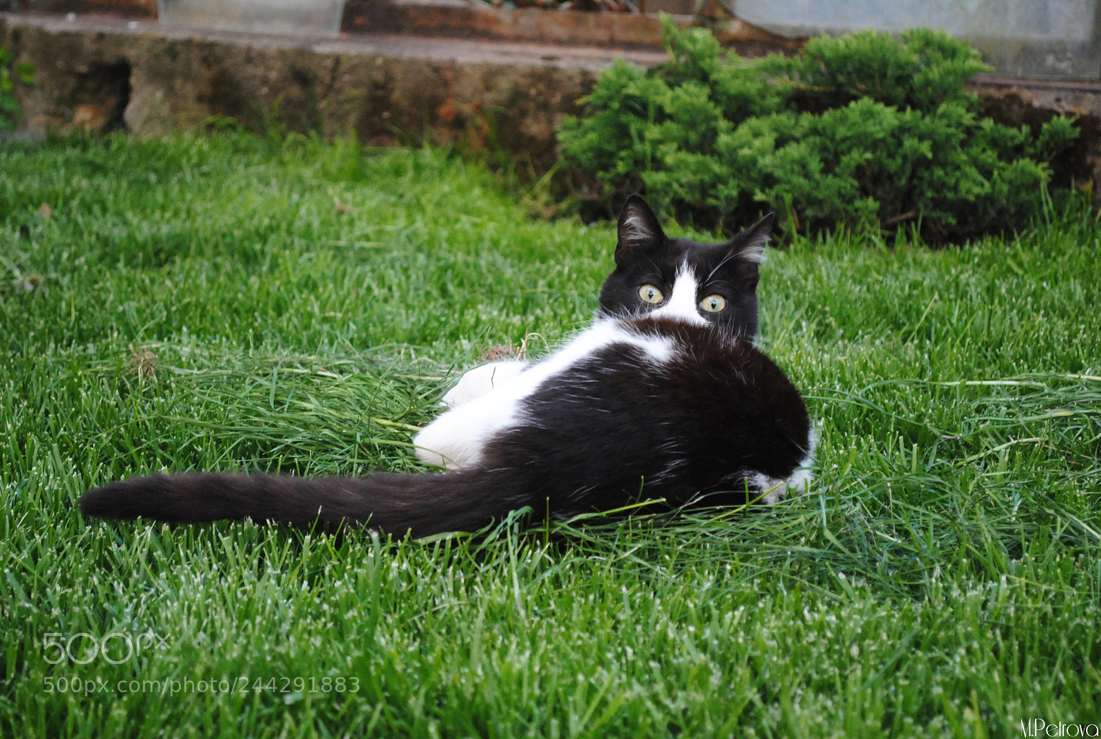Nikon D3000 sample photo. I'll kill you with photography