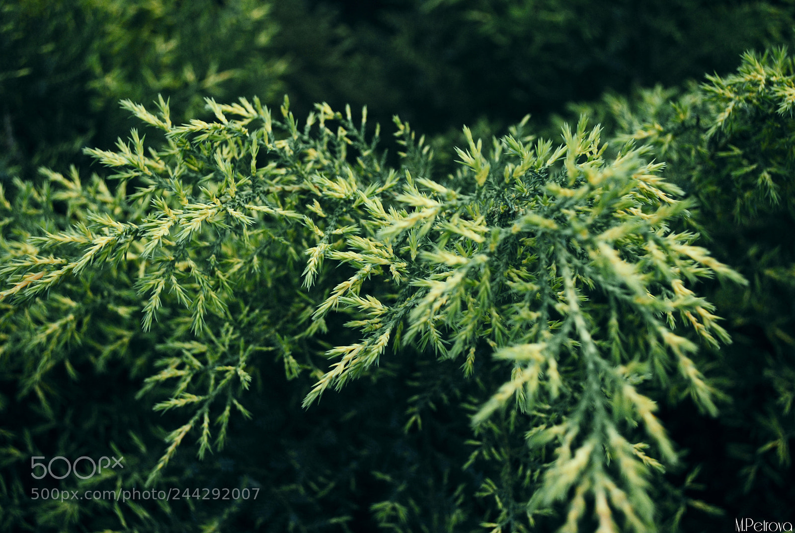 Nikon D3000 sample photo. Dream in green photography