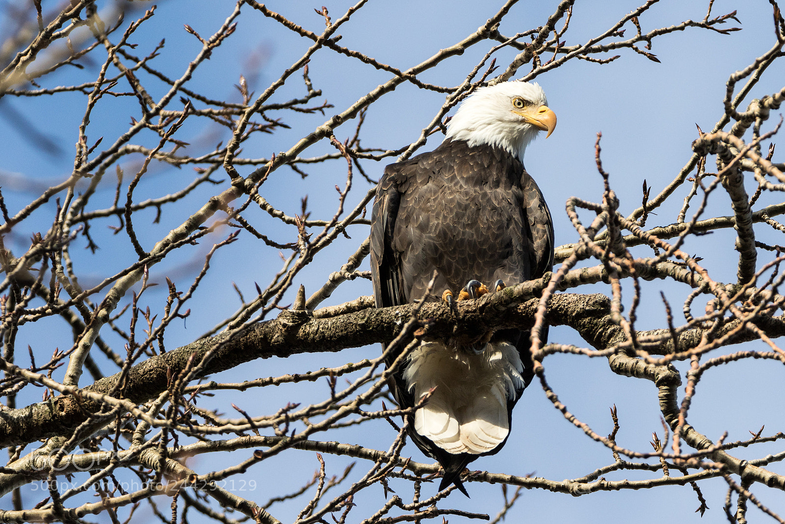 Canon EOS 7D Mark II sample photo. 483-3.jpg photography