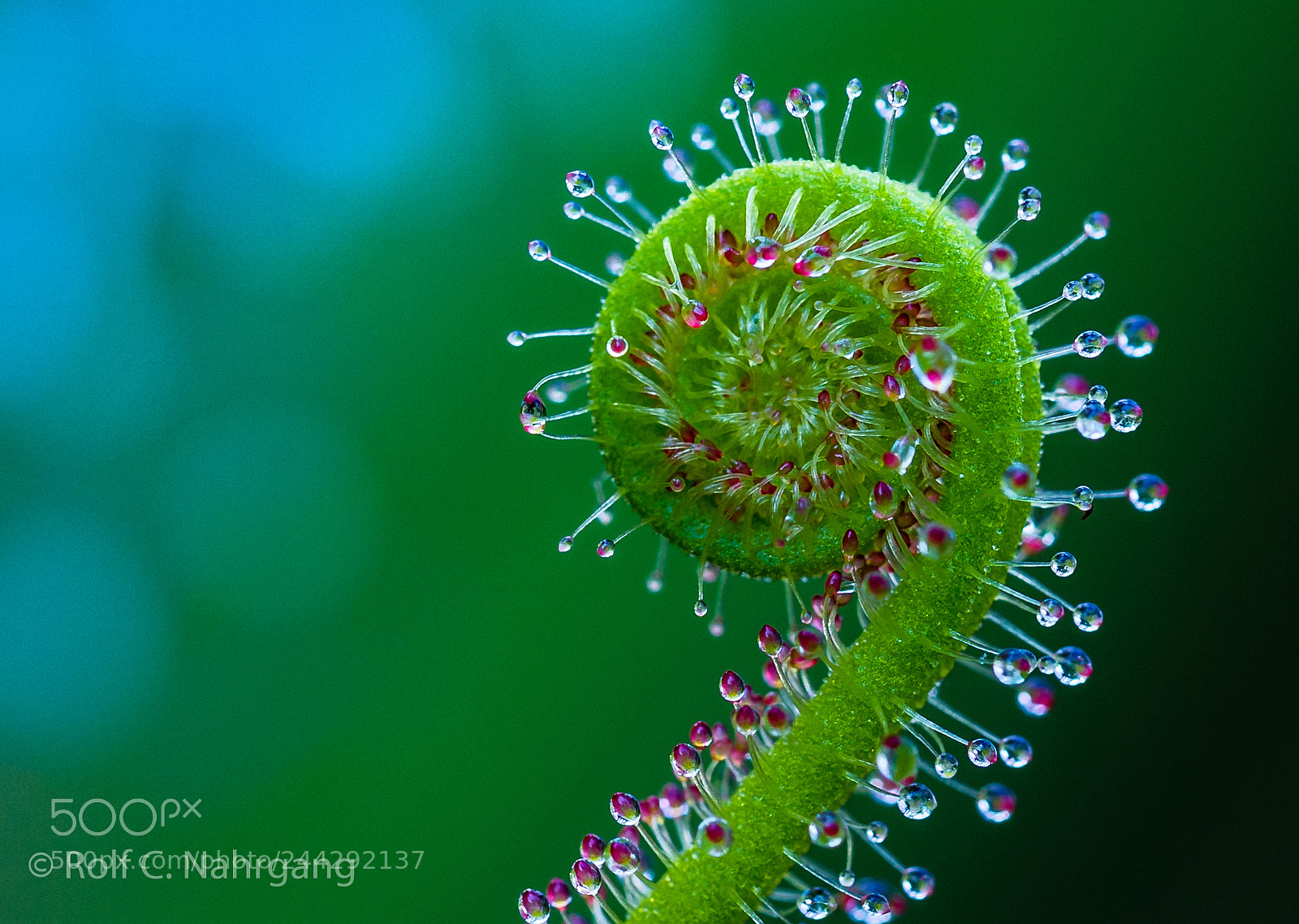 Nikon D7200 sample photo. ‬sundew 3 photography