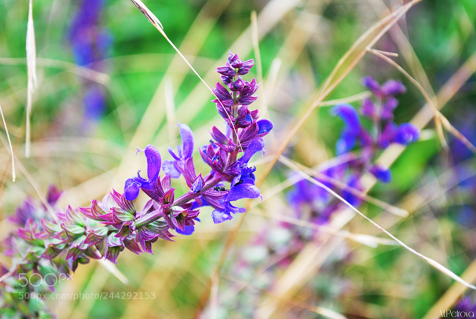 Nikon D3000 sample photo. Smell the summer photography