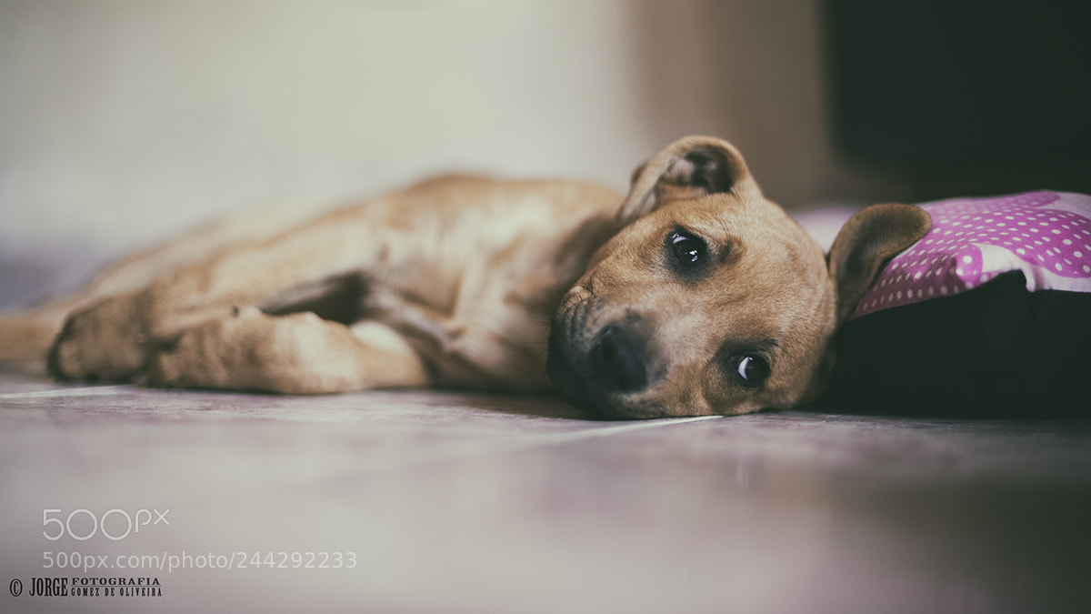 Nikon D610 sample photo. Untitled photography