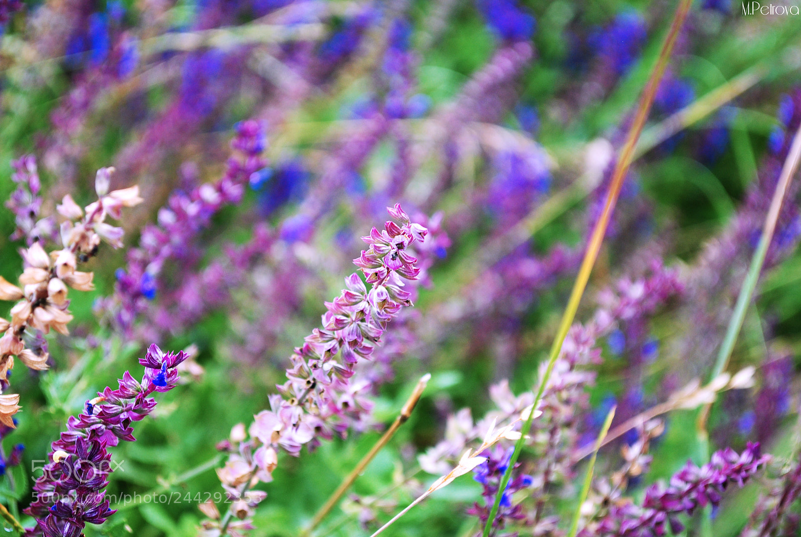Nikon D3000 sample photo. Purple flowers photography