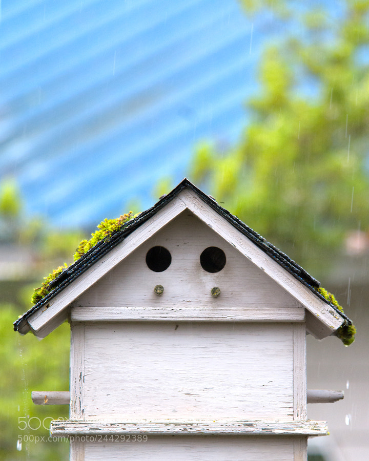 Nikon D7100 sample photo. Birdhouse photography