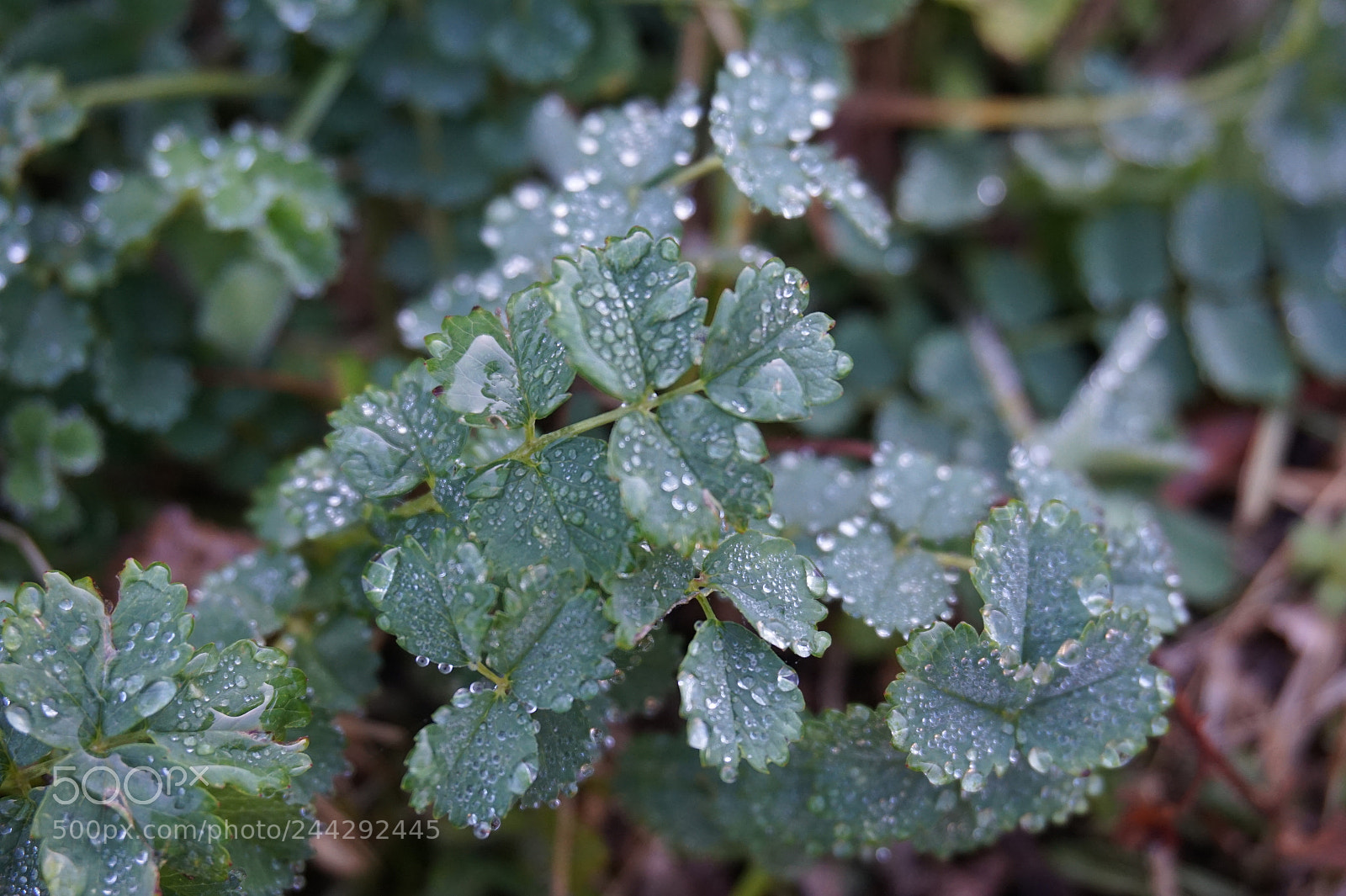 Sony Alpha a5000 (ILCE 5000) sample photo. Drops of water photography