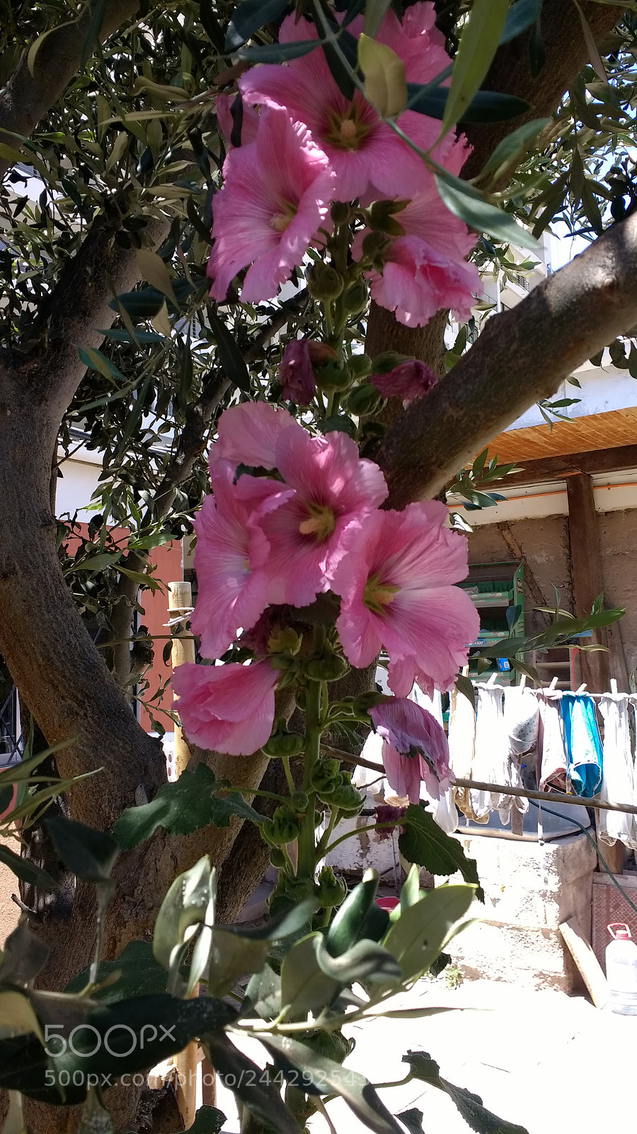 Motorola Moto G (4) sample photo. Untitled photography