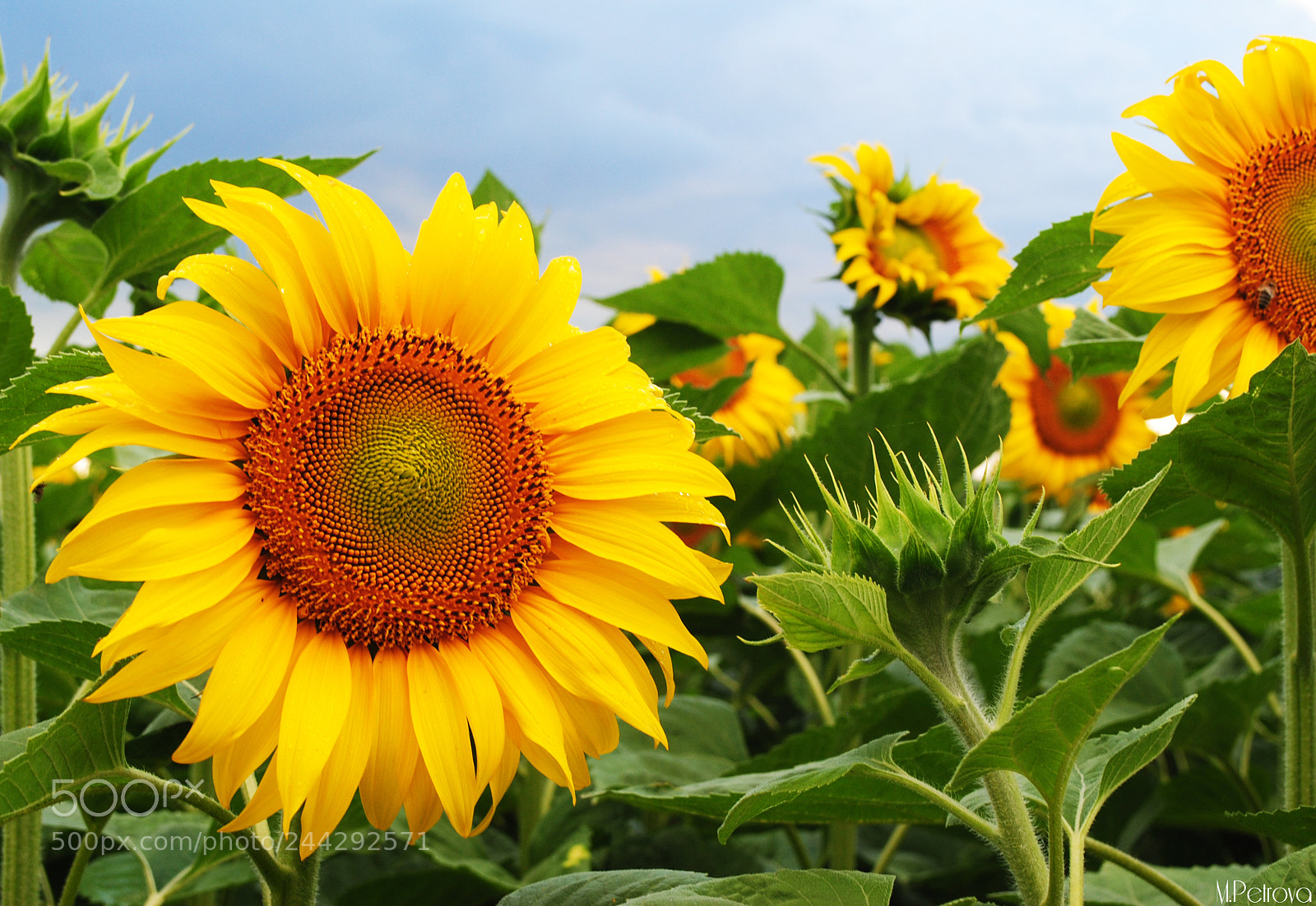 Nikon D3000 sample photo. Colors of the summer photography