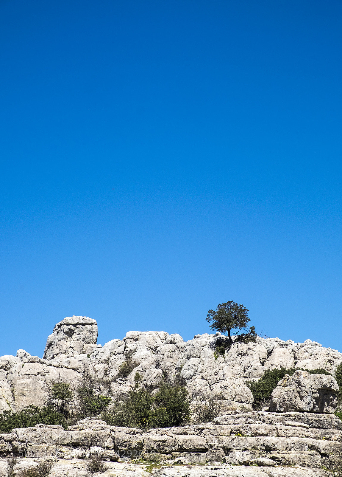 Fujifilm X-T1 sample photo. Lonesome tree 1 photography