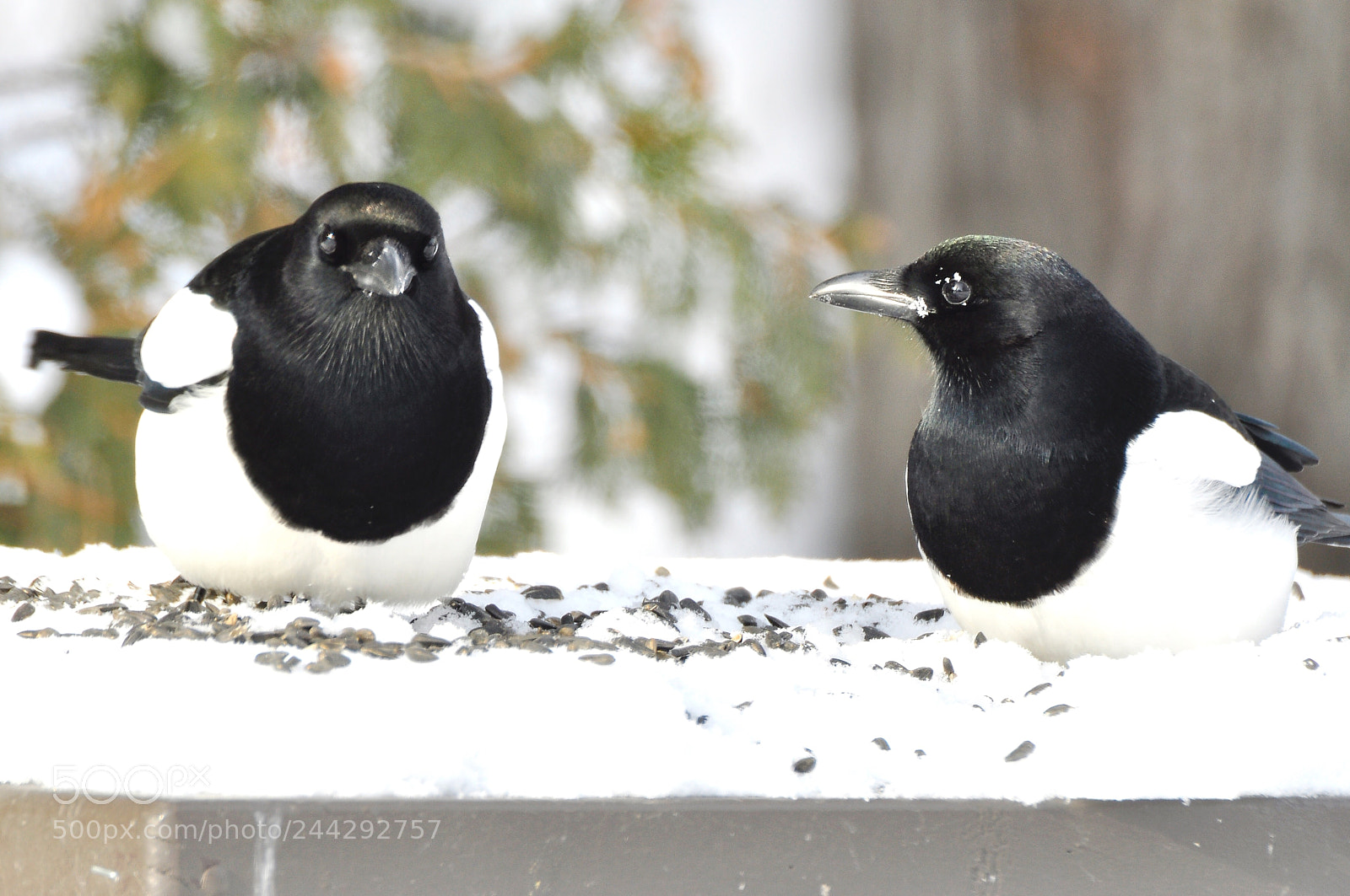 Nikon D90 sample photo. Magpies photography