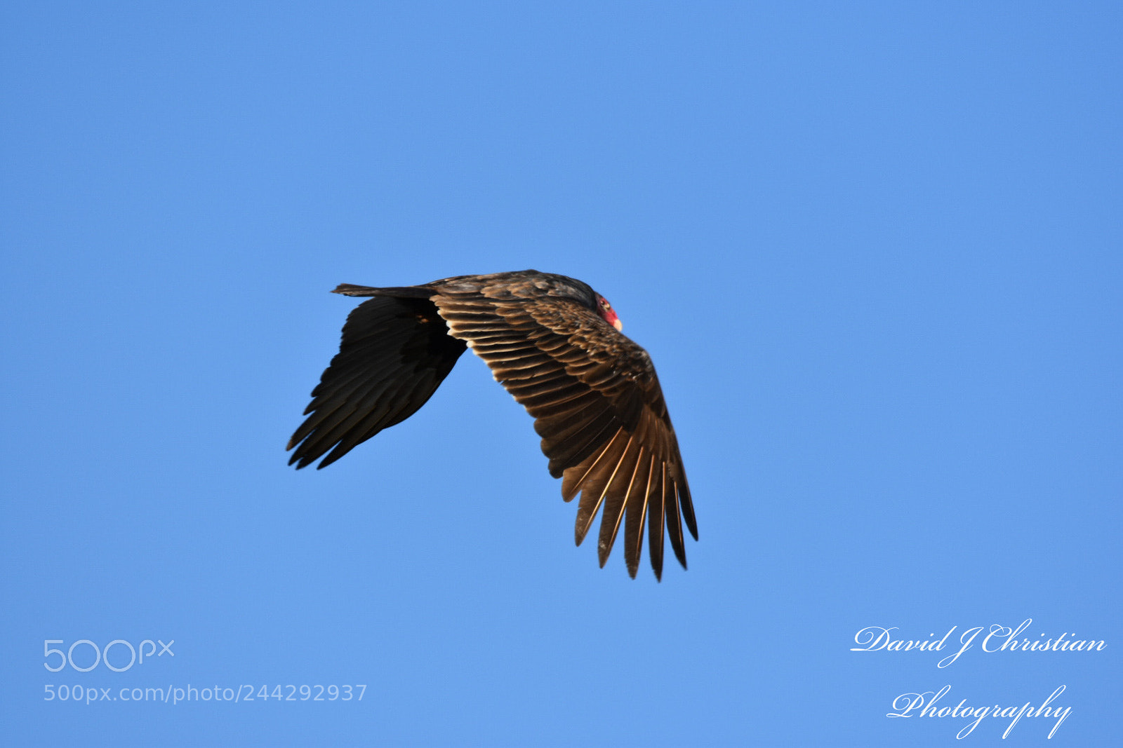 Nikon D3400 sample photo. Buzzard photography