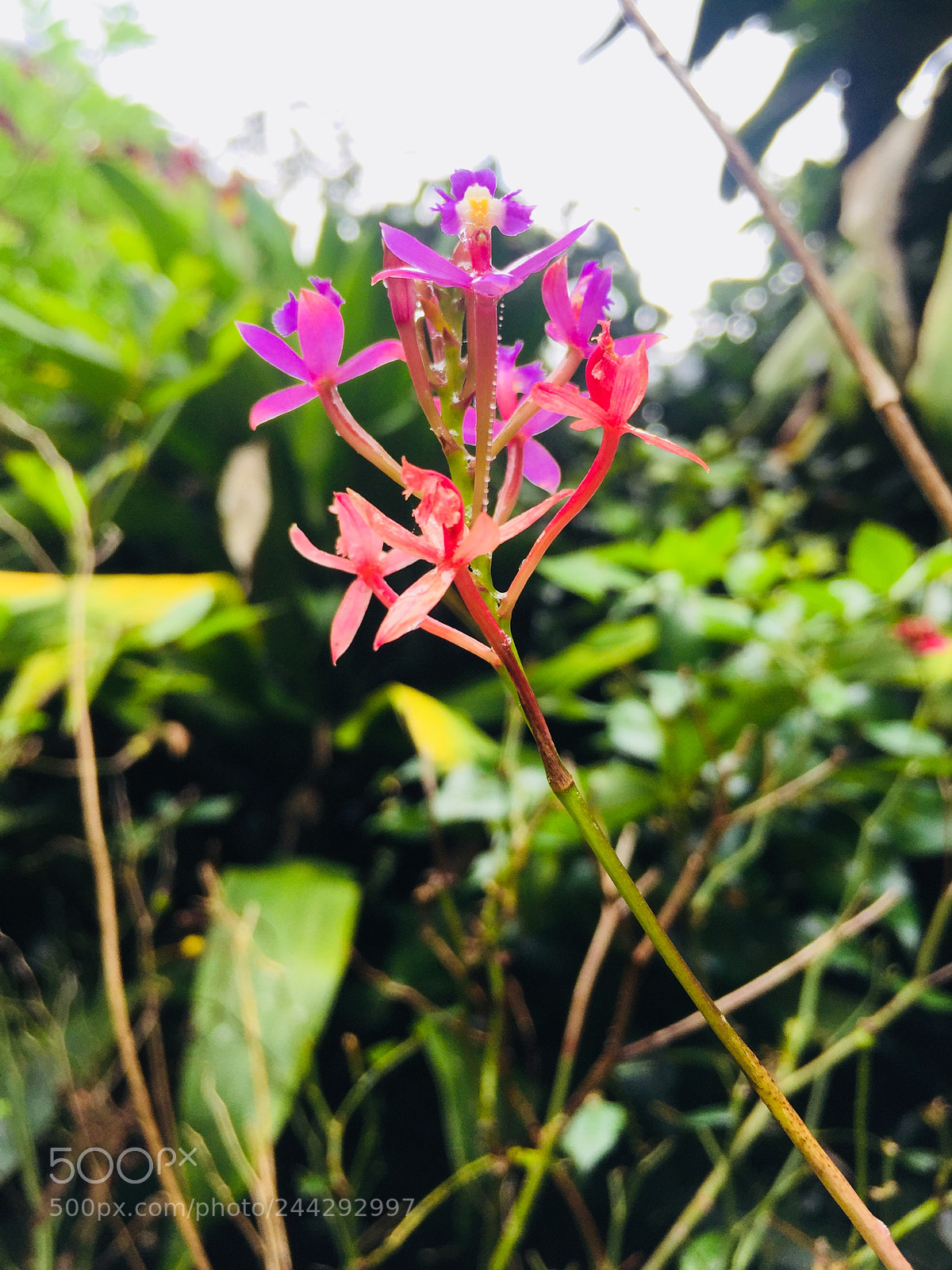 Apple iPhone 6 Plus sample photo. Untitled photography