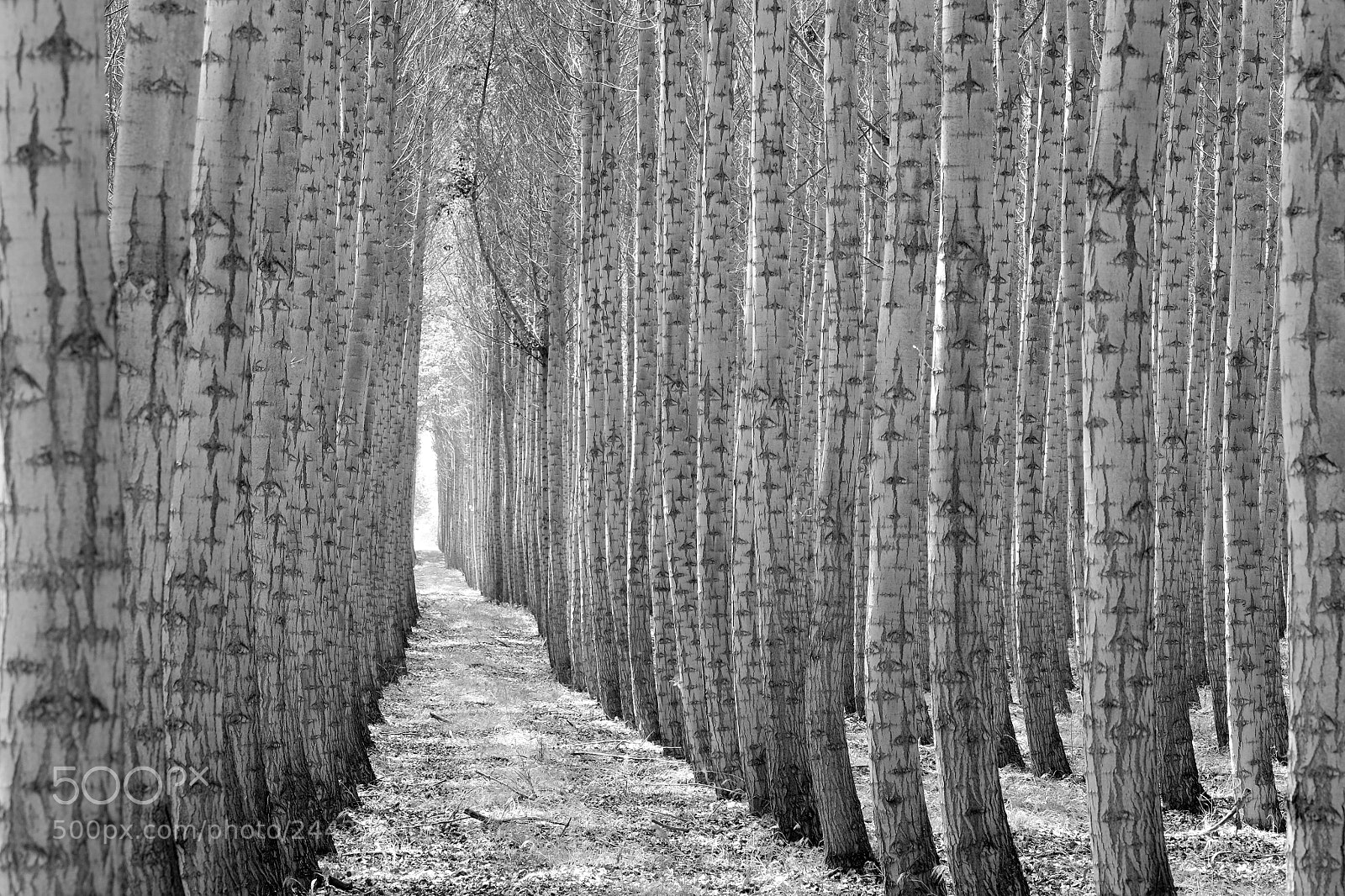 Fujifilm X-T1 sample photo. Boardman tree farm photography