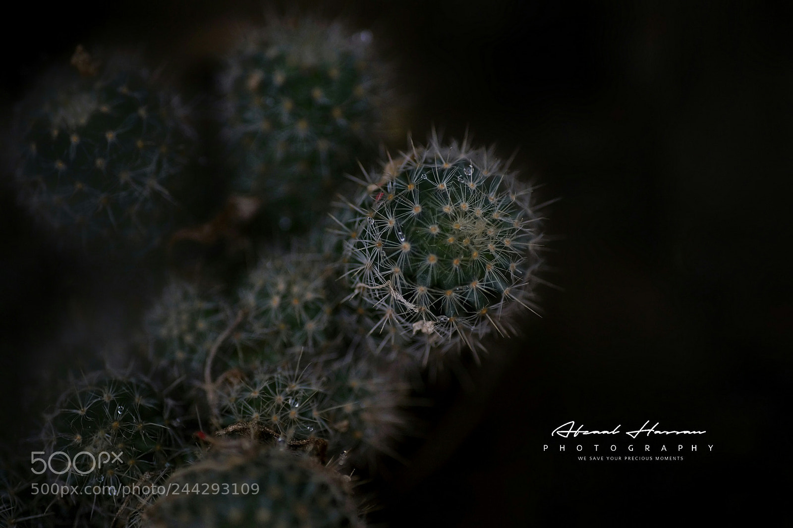 Sony SLT-A99V sample photo. Cactus photography