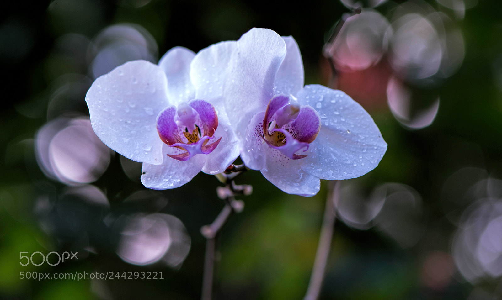 Nikon D800 sample photo. Orchid photography