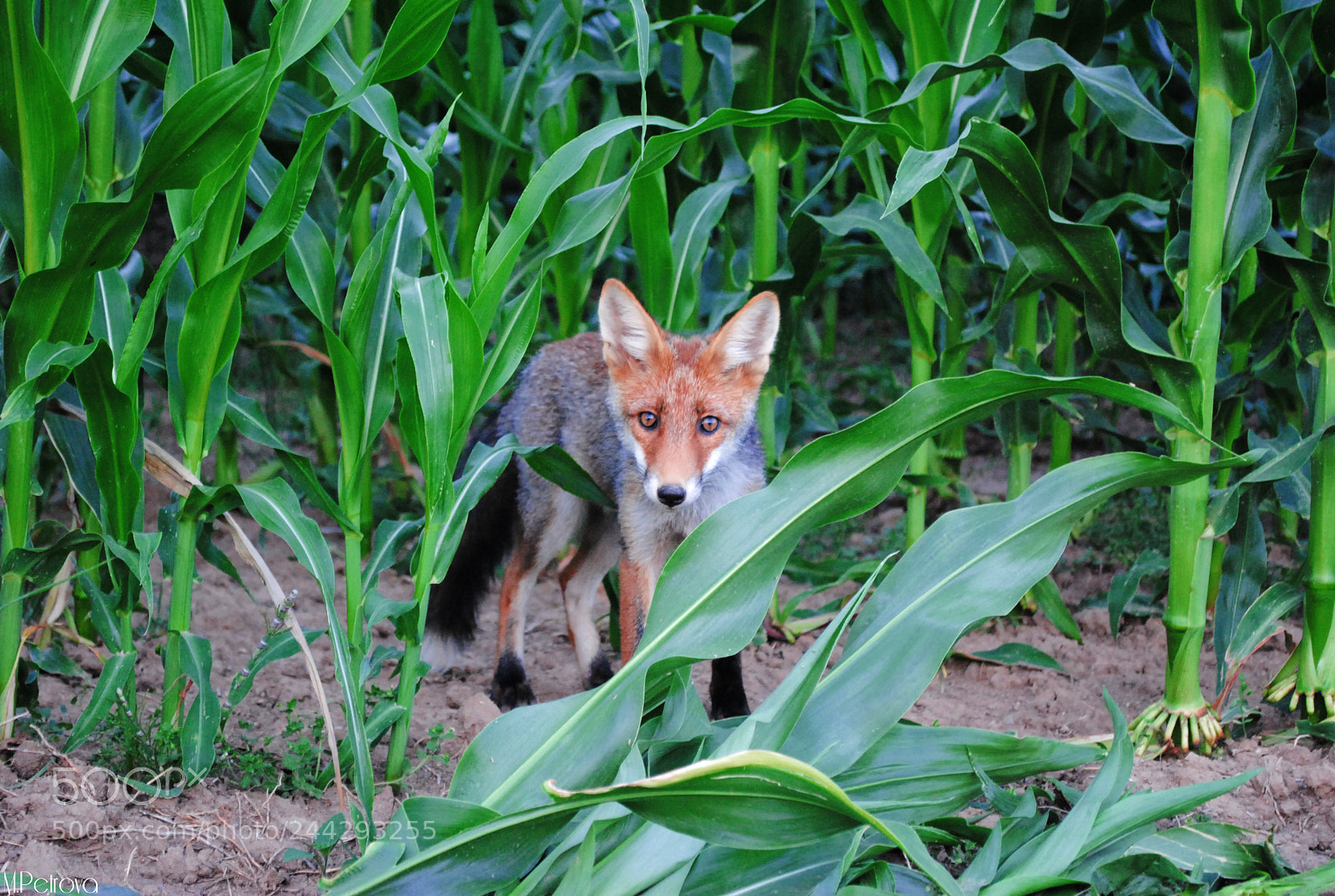 Nikon D3000 sample photo. Curious fox photography