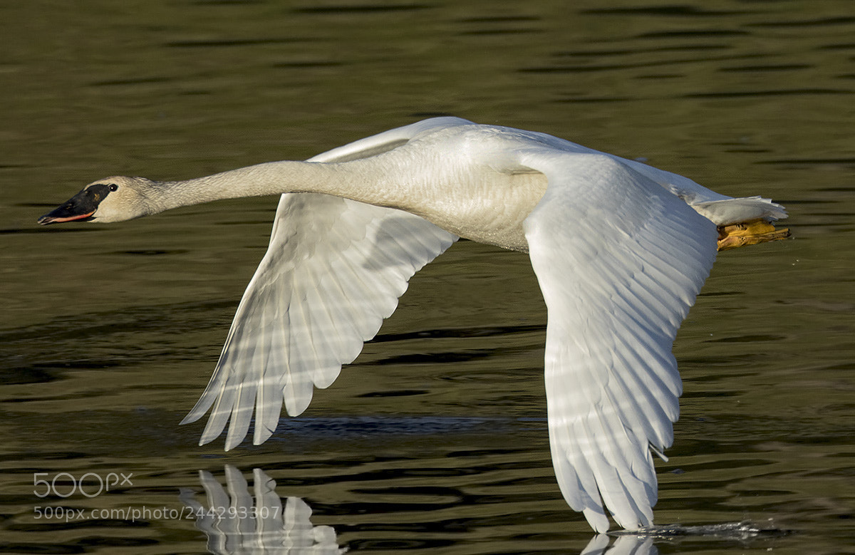 Canon EOS 7D Mark II sample photo. Close fly-by photography