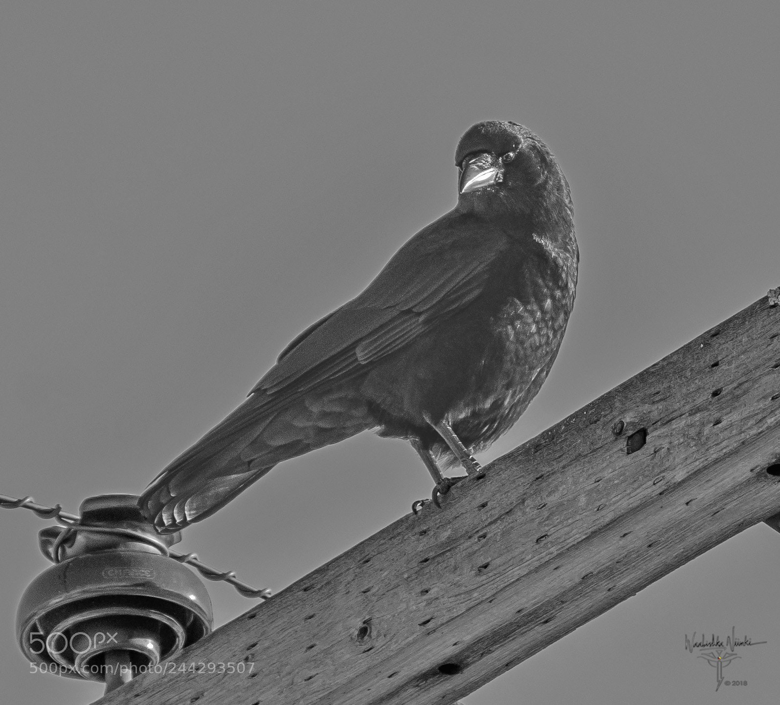 Nikon D7200 sample photo. Watching my back photography