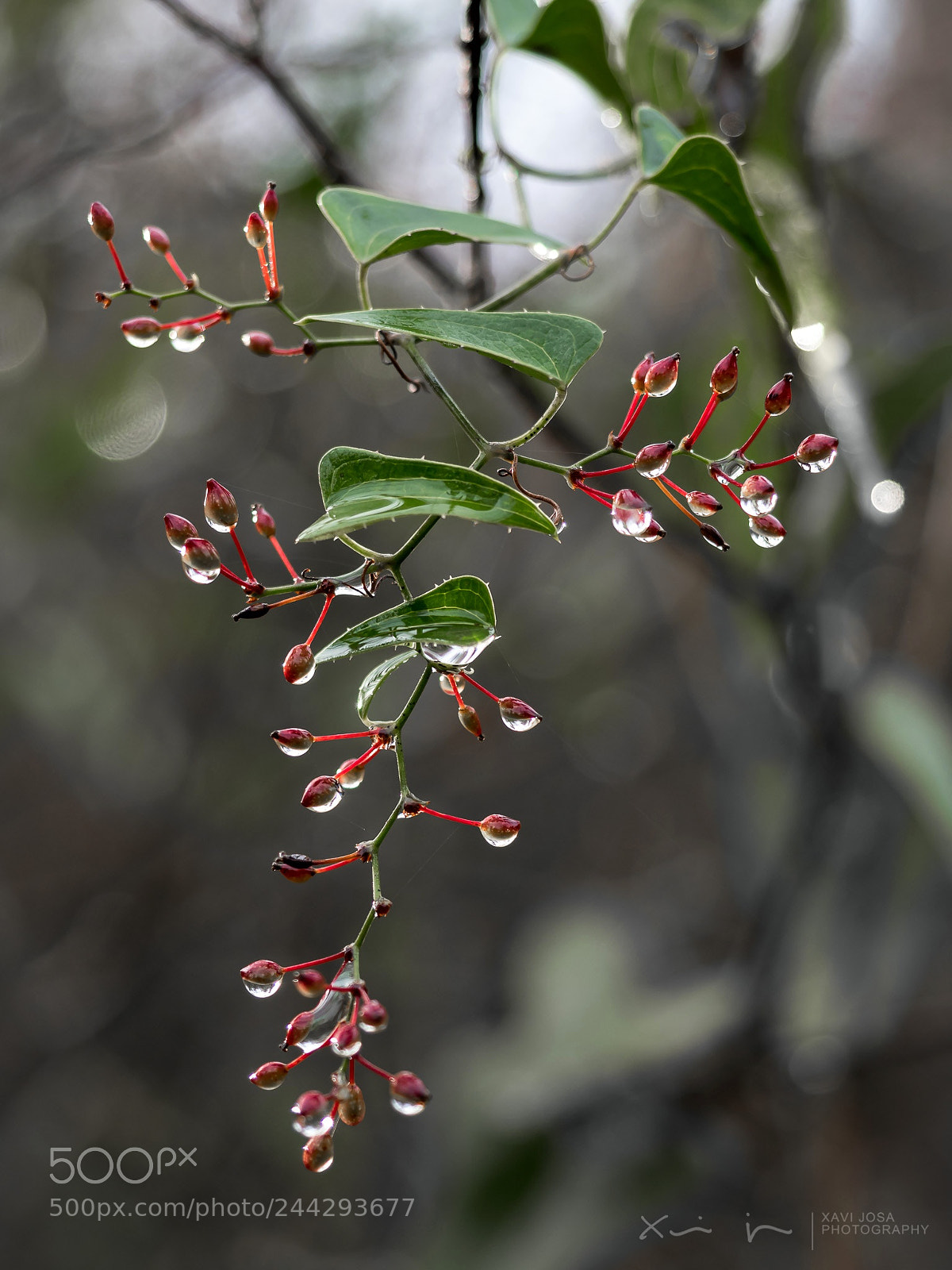 Olympus OM-D E-M1 Mark II sample photo. Droplets.. photography