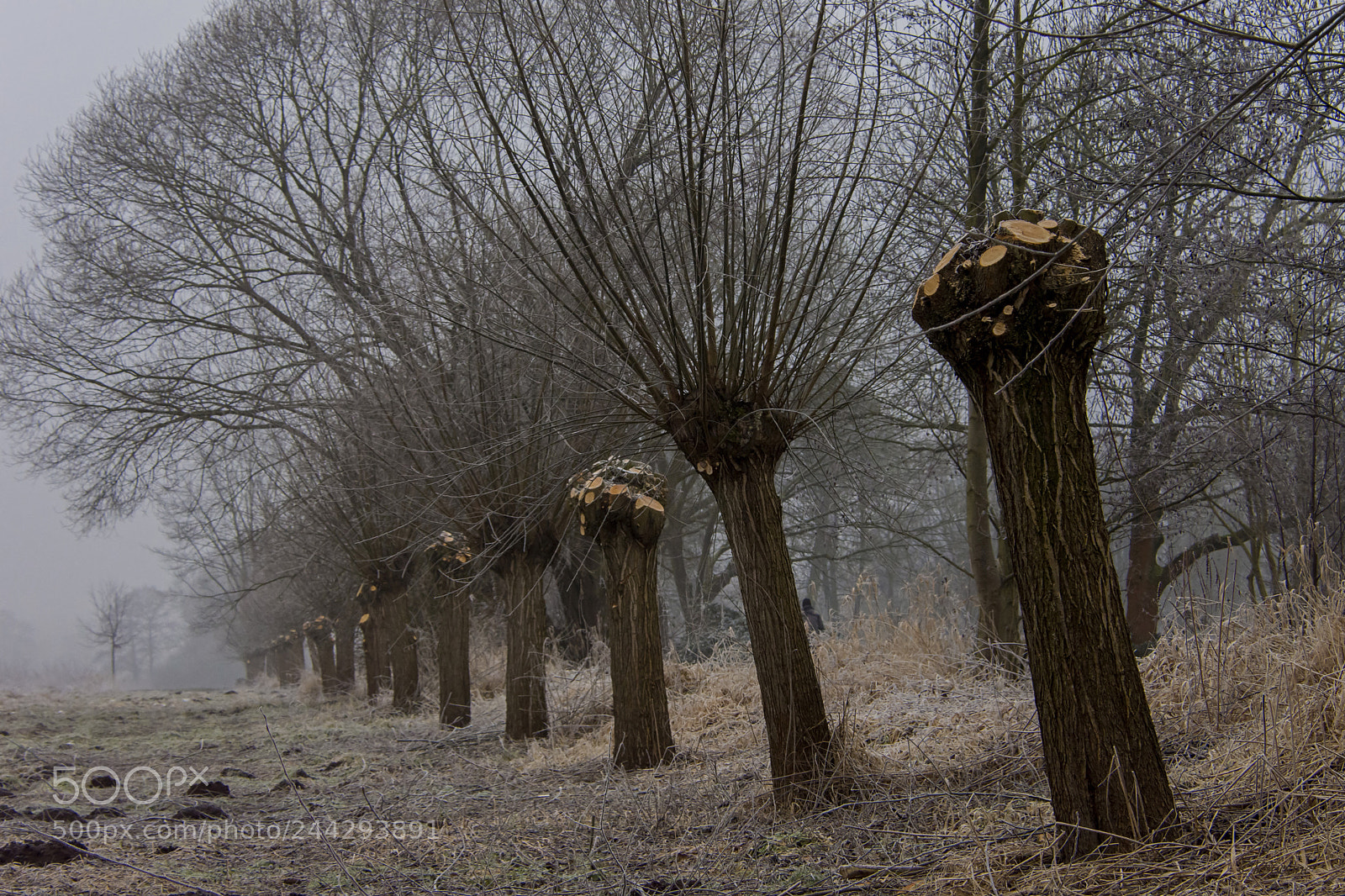 Nikon D7200 sample photo. ... kopfweiden / pollard willows ... photography