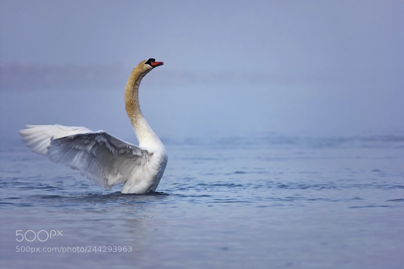 Nikon D7200 sample photo. Mute swan photography