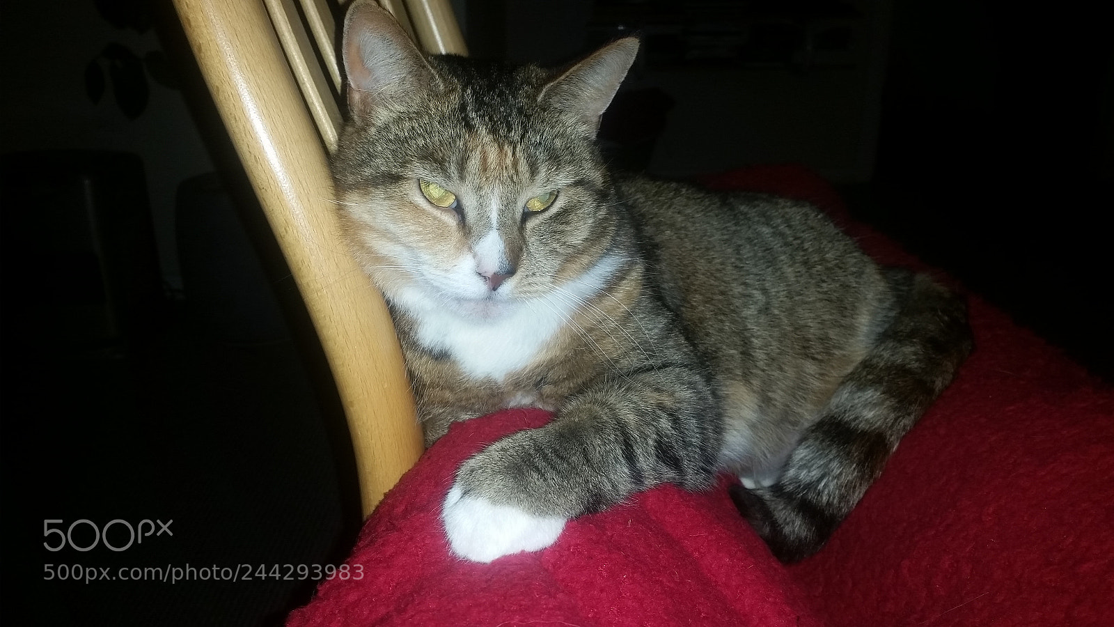 Samsung Galaxy S5 sample photo. 20170417_210736.jpg photography