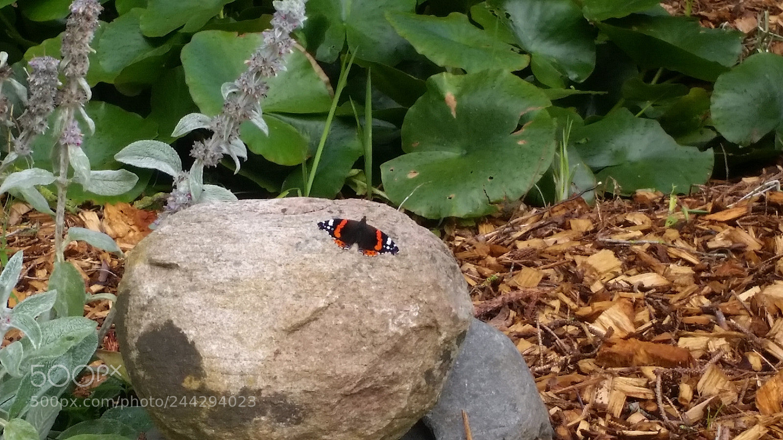 Samsung Galaxy S5 sample photo. 20170731_173811.jpg photography