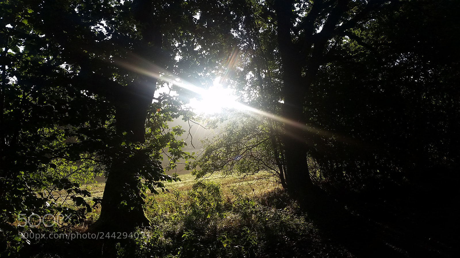 Samsung Galaxy S5 sample photo. 20170909_074459.jpg photography