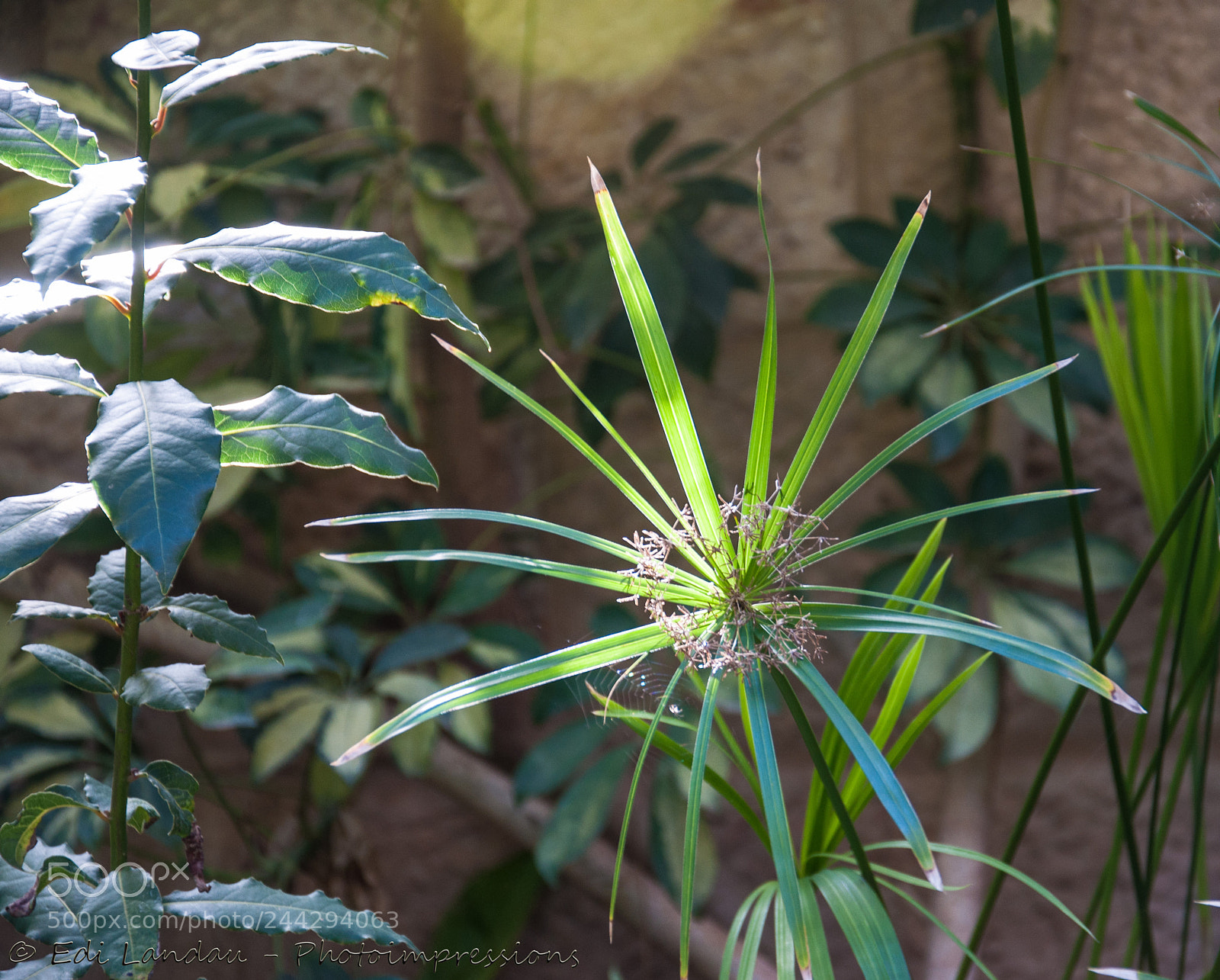 Nikon D5000 sample photo. A touch of sun photography