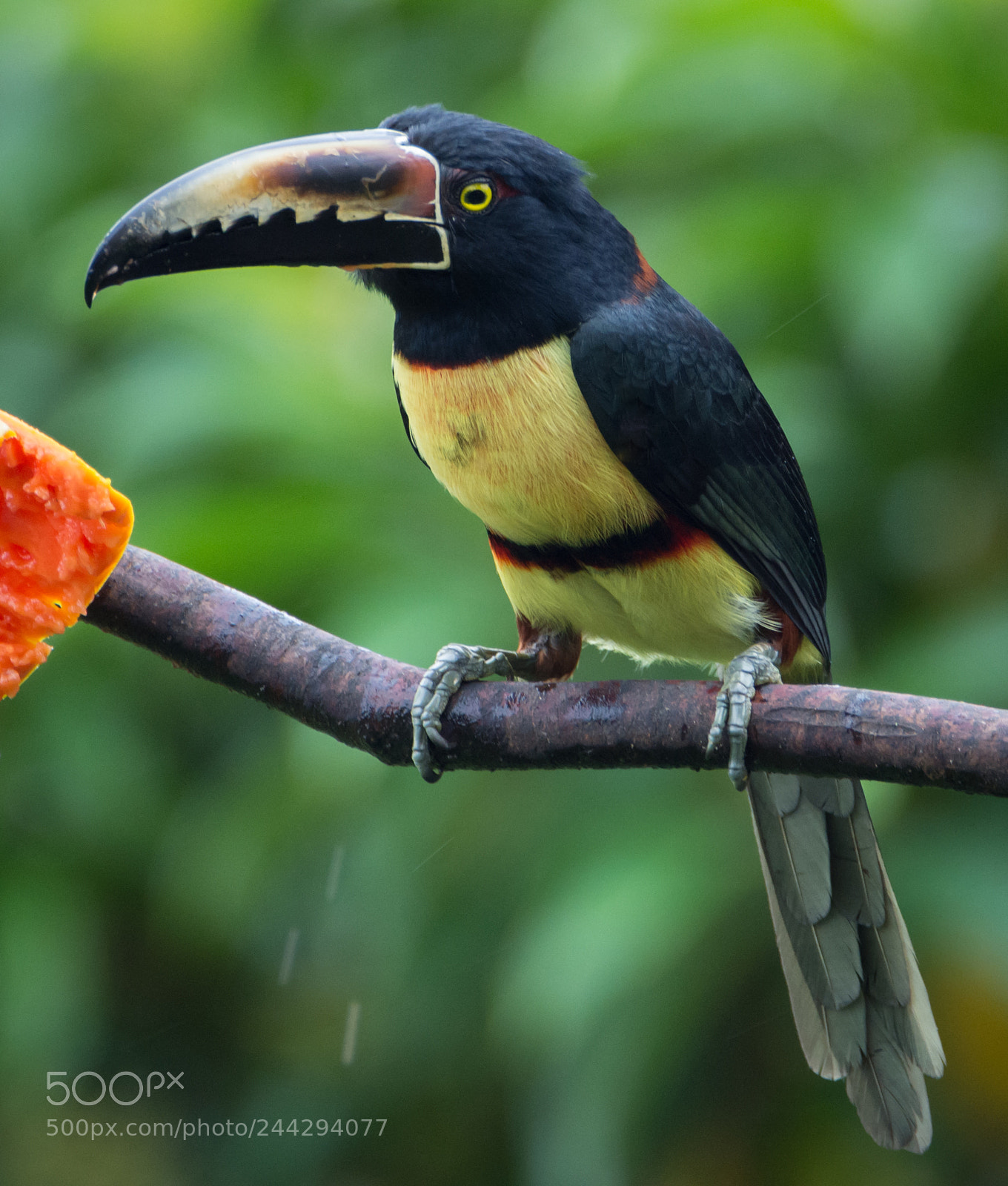 Nikon D7200 sample photo. Aracari photography