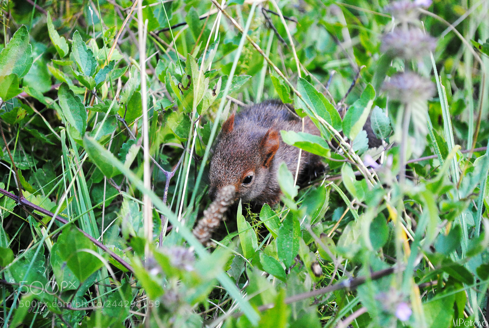 Nikon D3000 sample photo. Squirrel photography