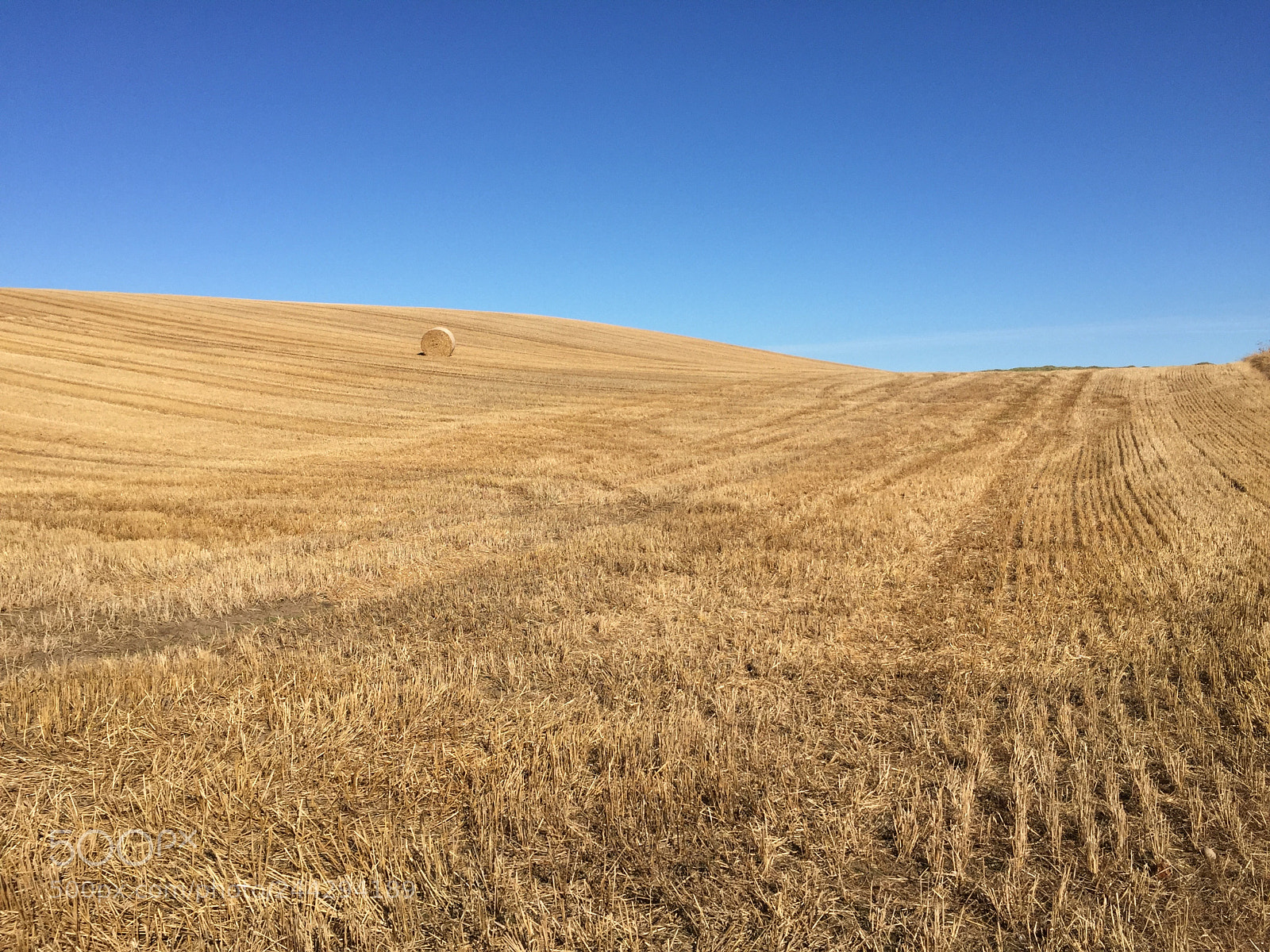 Apple iPhone 6 sample photo. Field of hay in photography