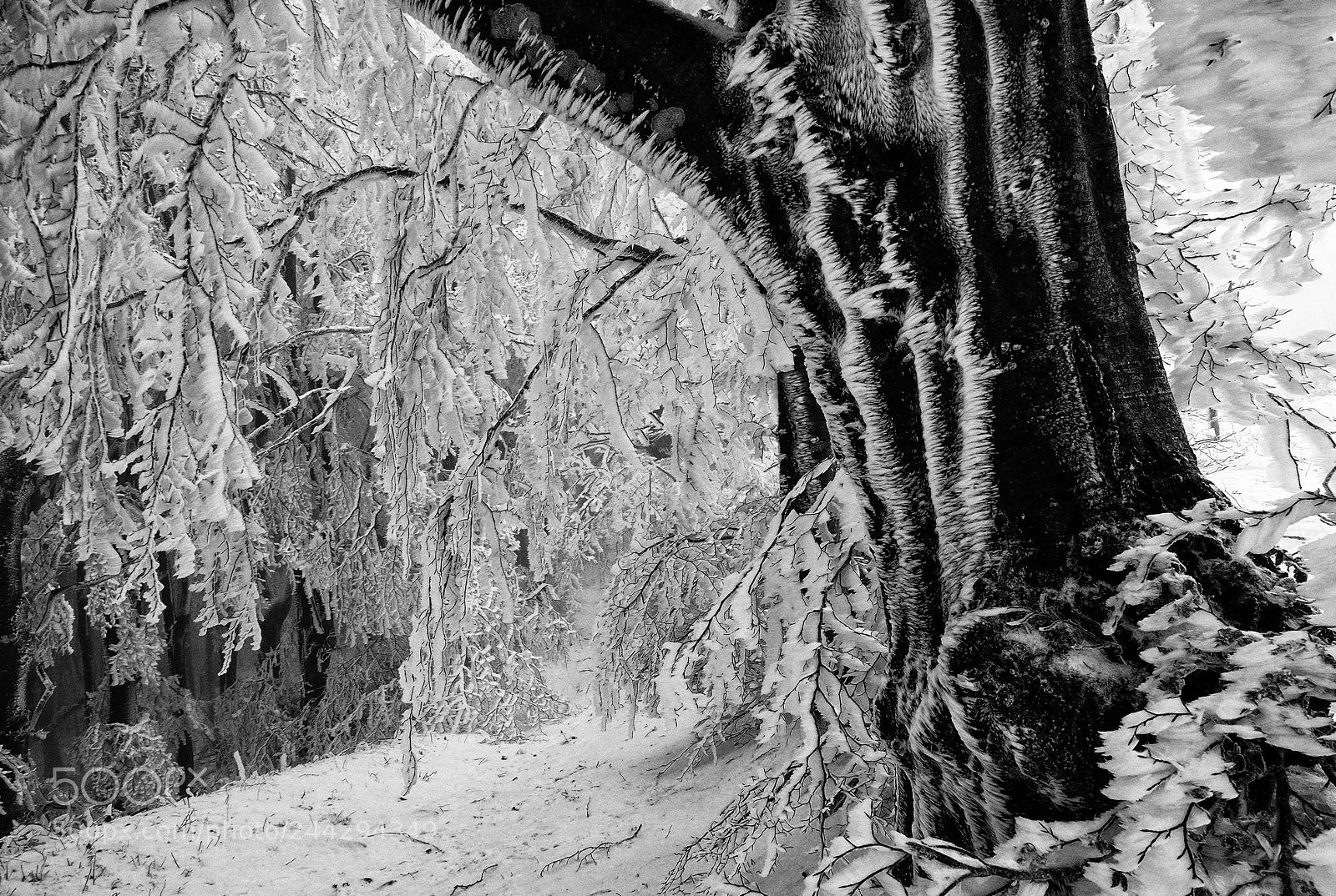 Fujifilm X-M1 sample photo. Under the frozen beech photography