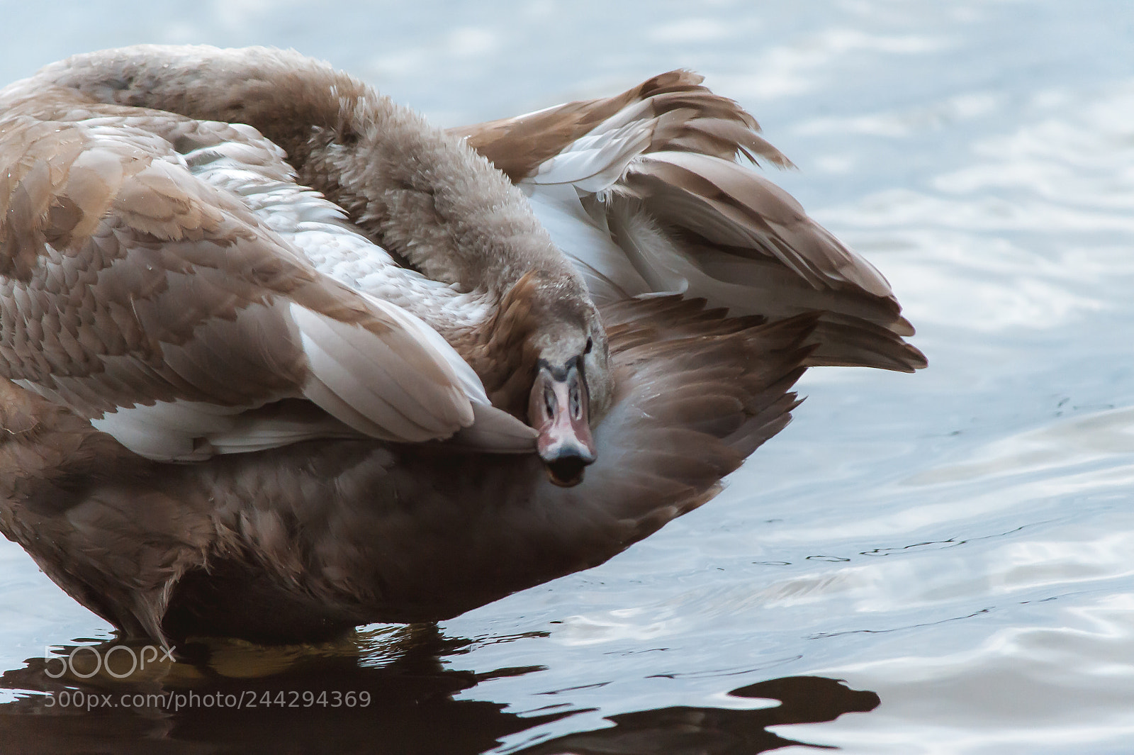 Nikon D700 sample photo. Swan photography