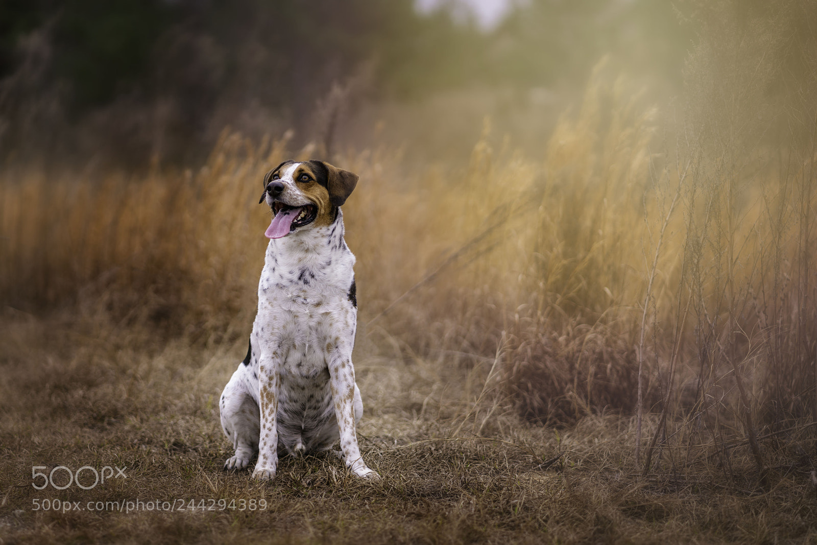 Sony a7R II sample photo. Puppy love photography