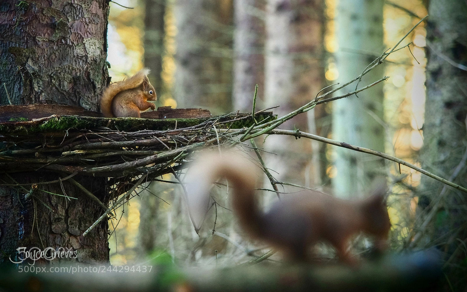 Olympus OM-D E-M1 sample photo. Bushy tails in the photography
